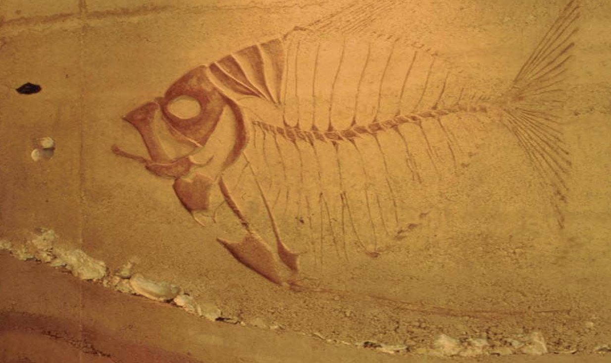 Rammed-Earth-Fish.jpg
