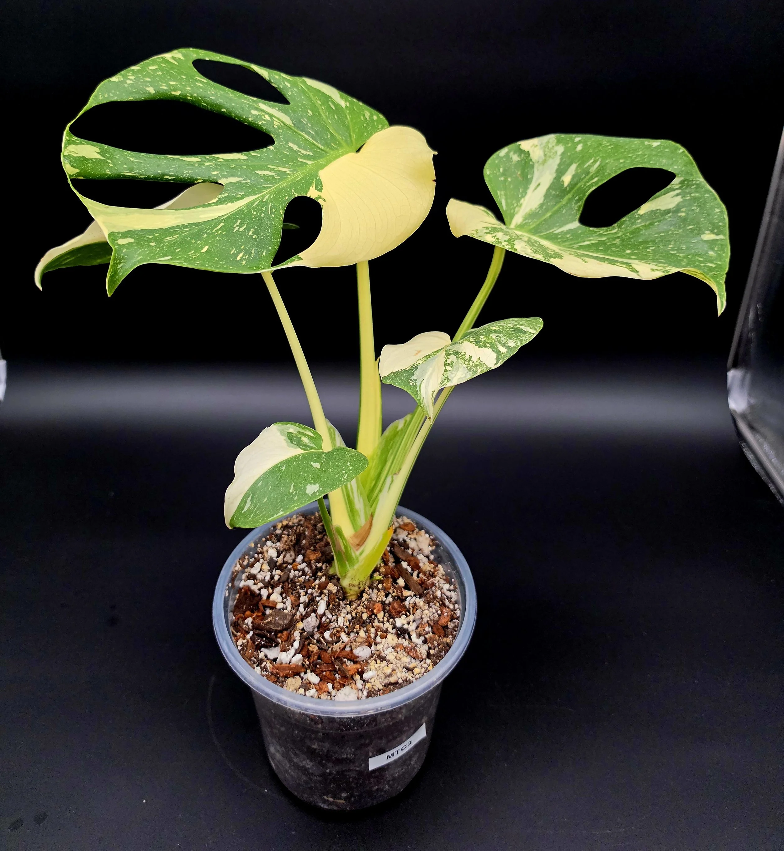 Thai Constellation (6” Pot) Exact Plant MTC3