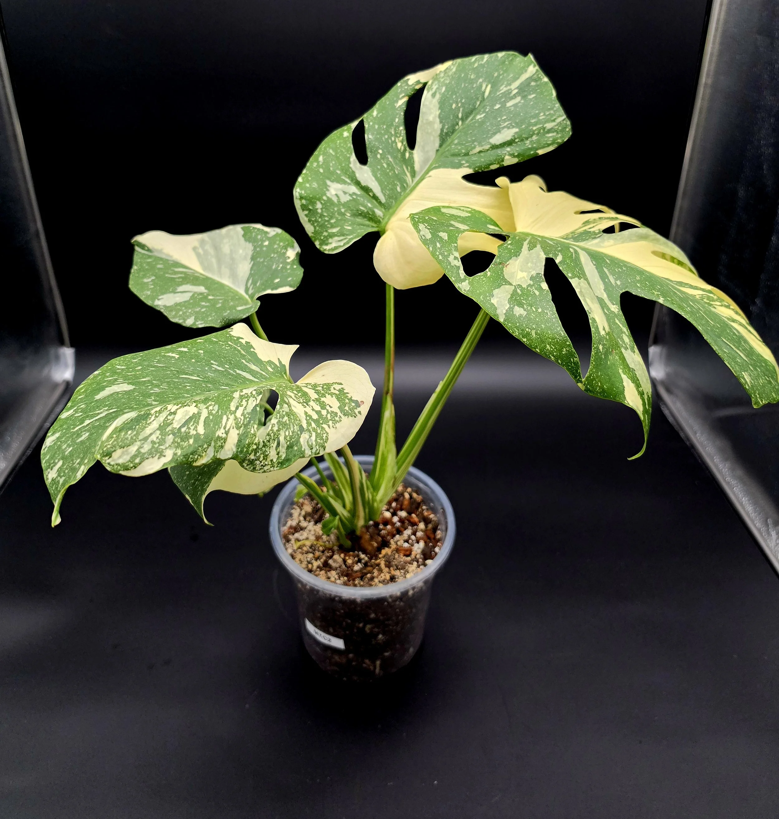 Thai Constellation (6” Pot) Exact Plant MTC2