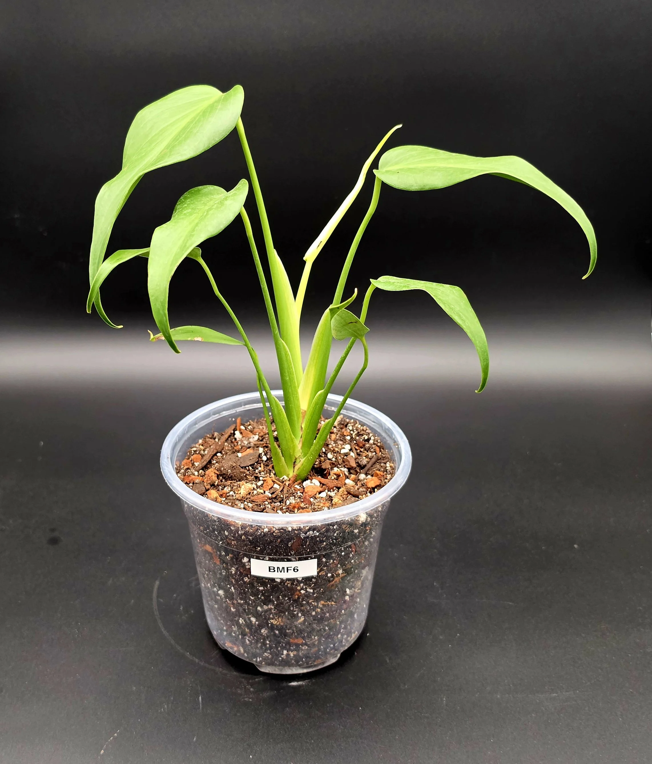 Burle Marx Flame (6” Pot) Exact Plant BMF6