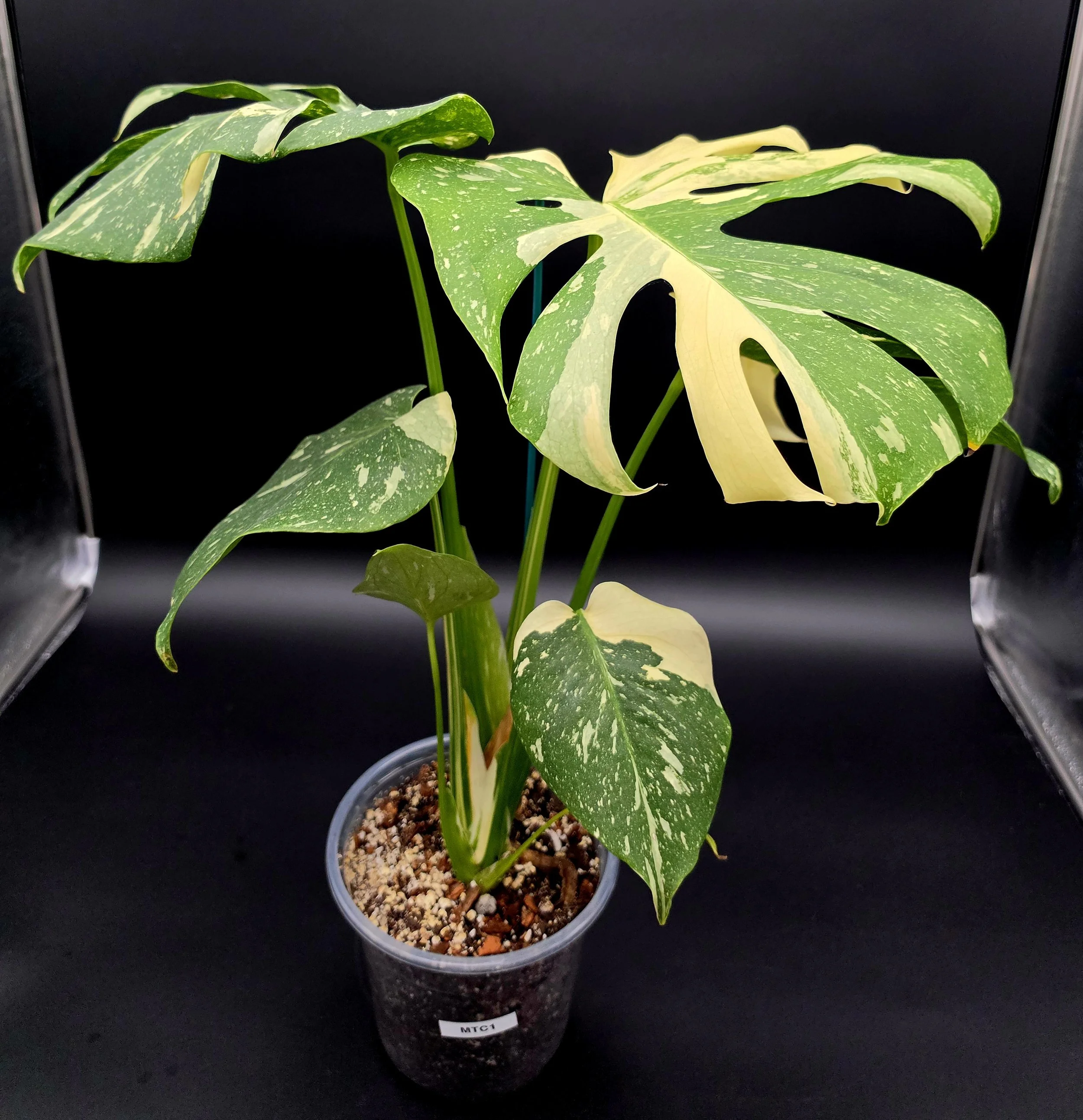 Thai Constellation (6” Pot) Exact Plant MTC1