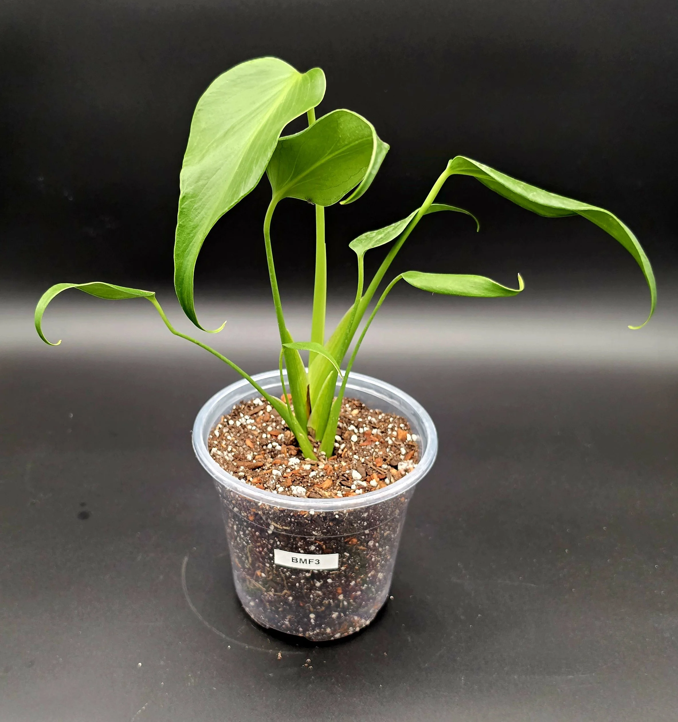 Burle Marx Flame (6” Pot) Exact Plant BMF3