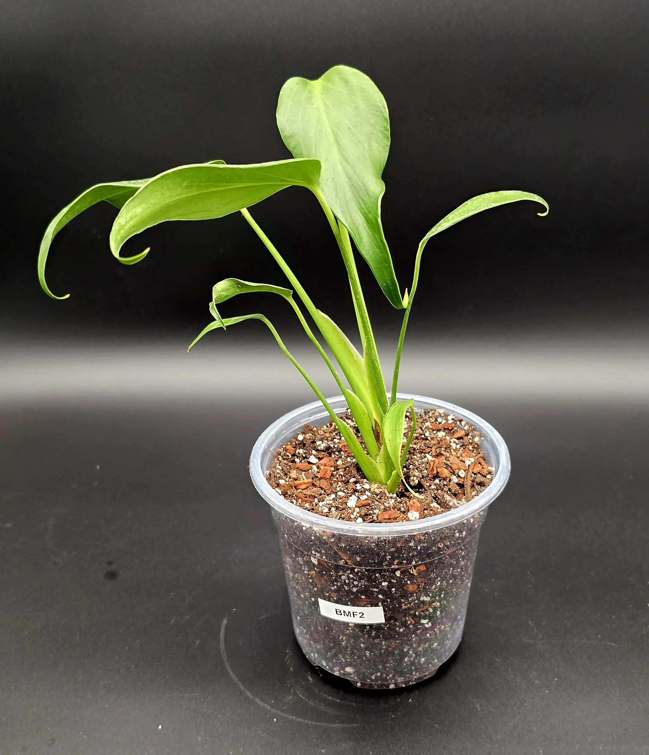 Burle Marx Flame (6” Pot) Exact Plant BMF2