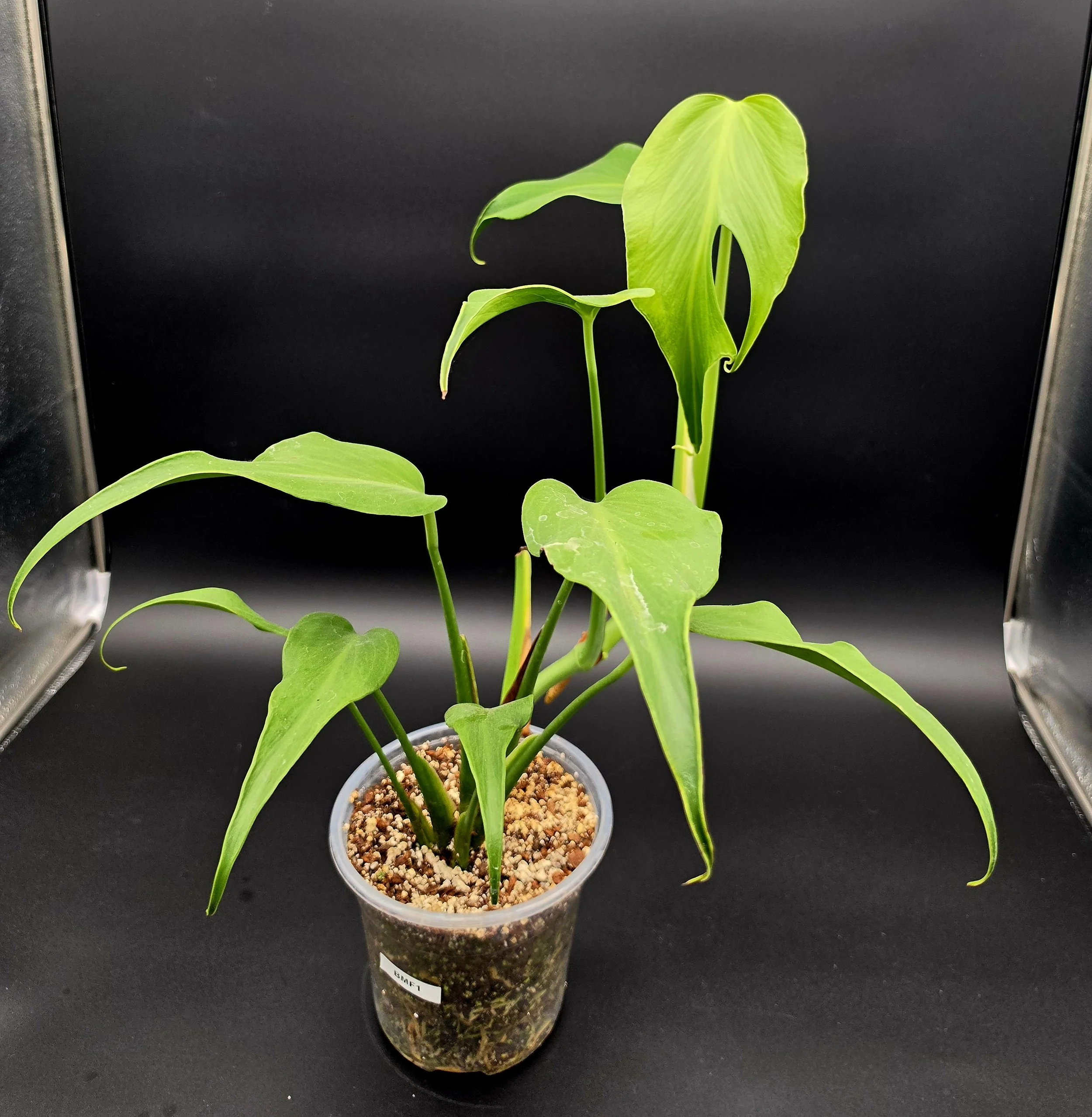 Burle Marx Flame (6” Pot) Exact Plant BMF1