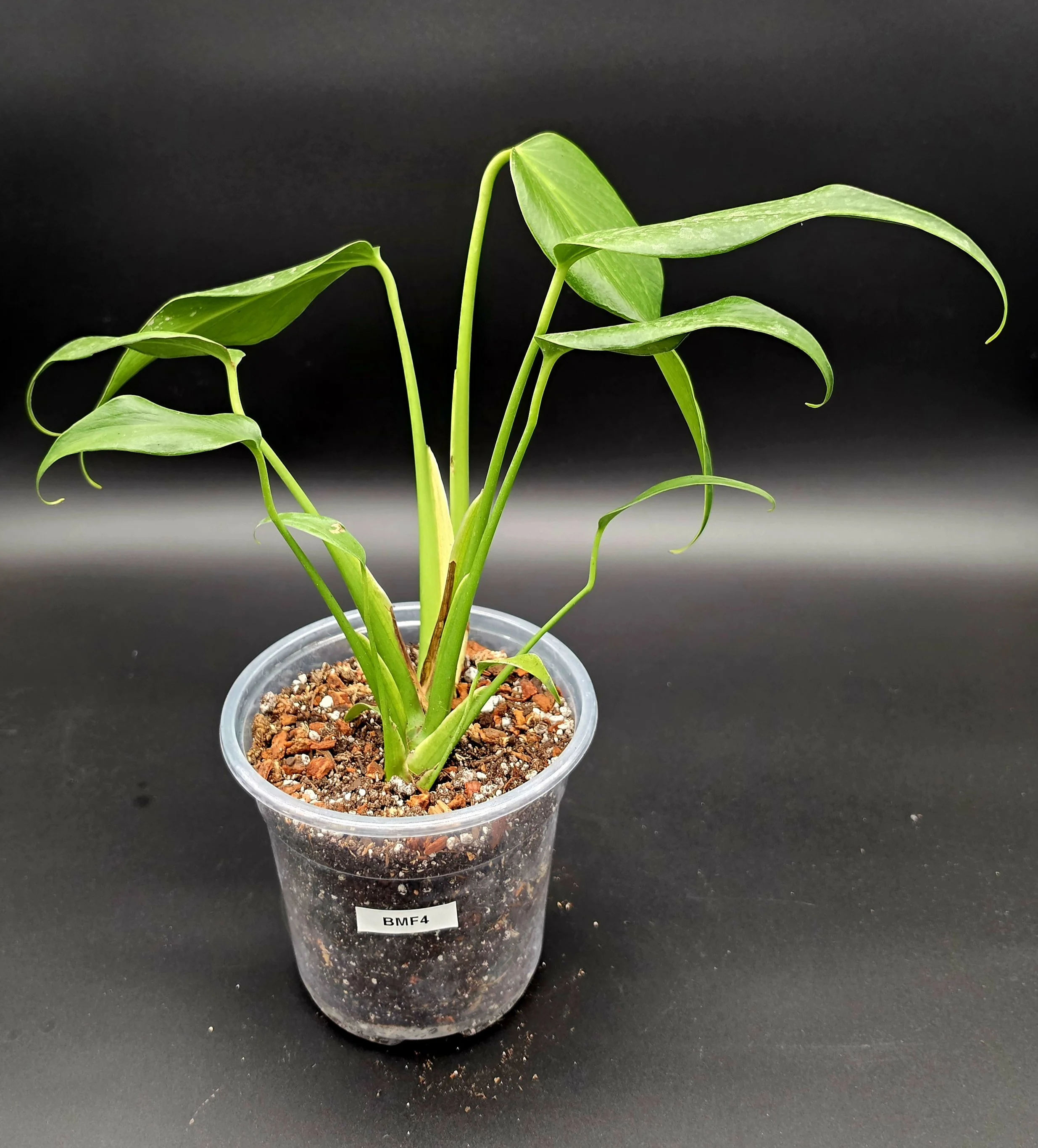 Burle Marx Flame (6” Pot) Exact Plant BMF4