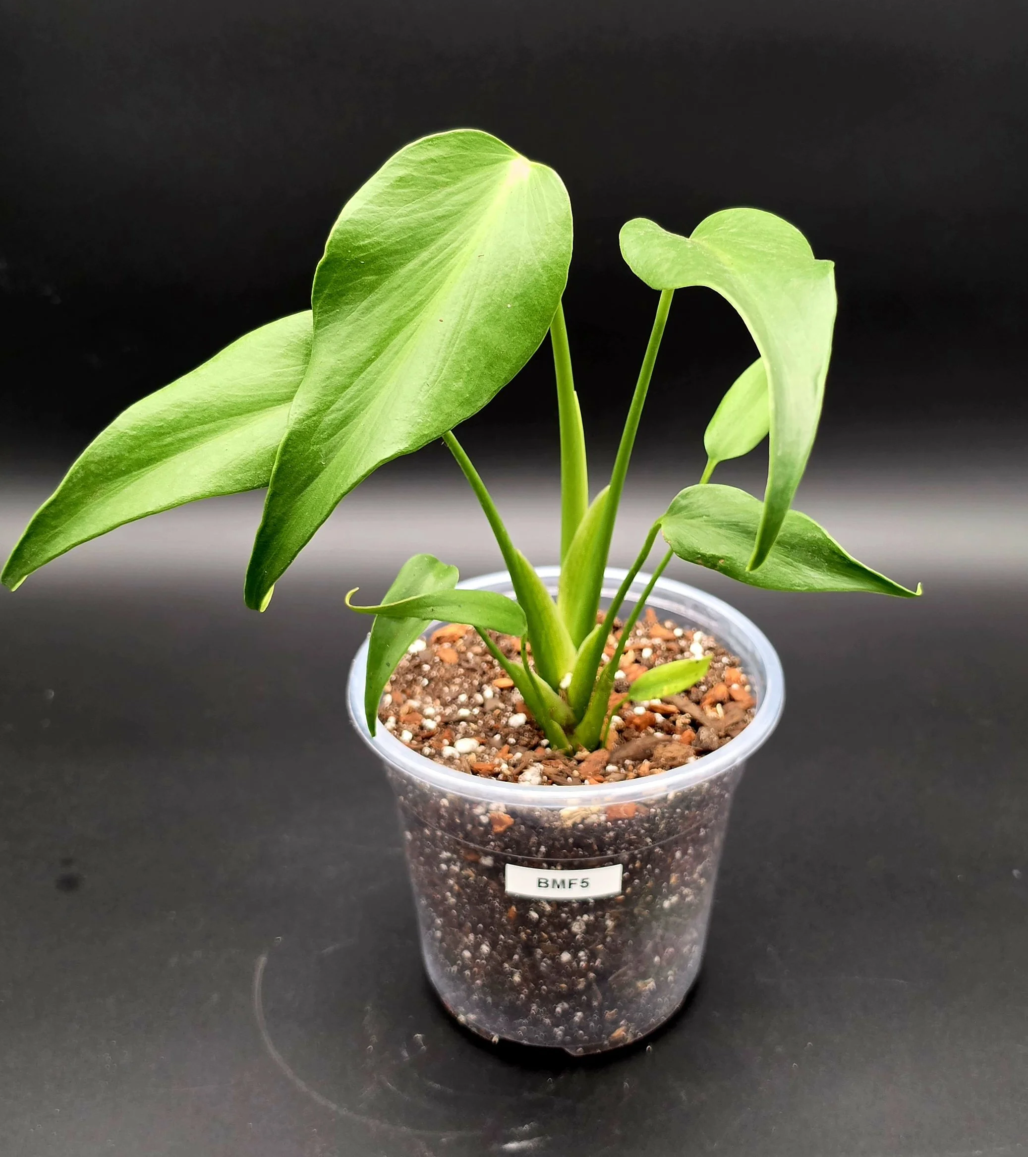 Burle Marx Flame (6” Pot) Exact Plant BMF5