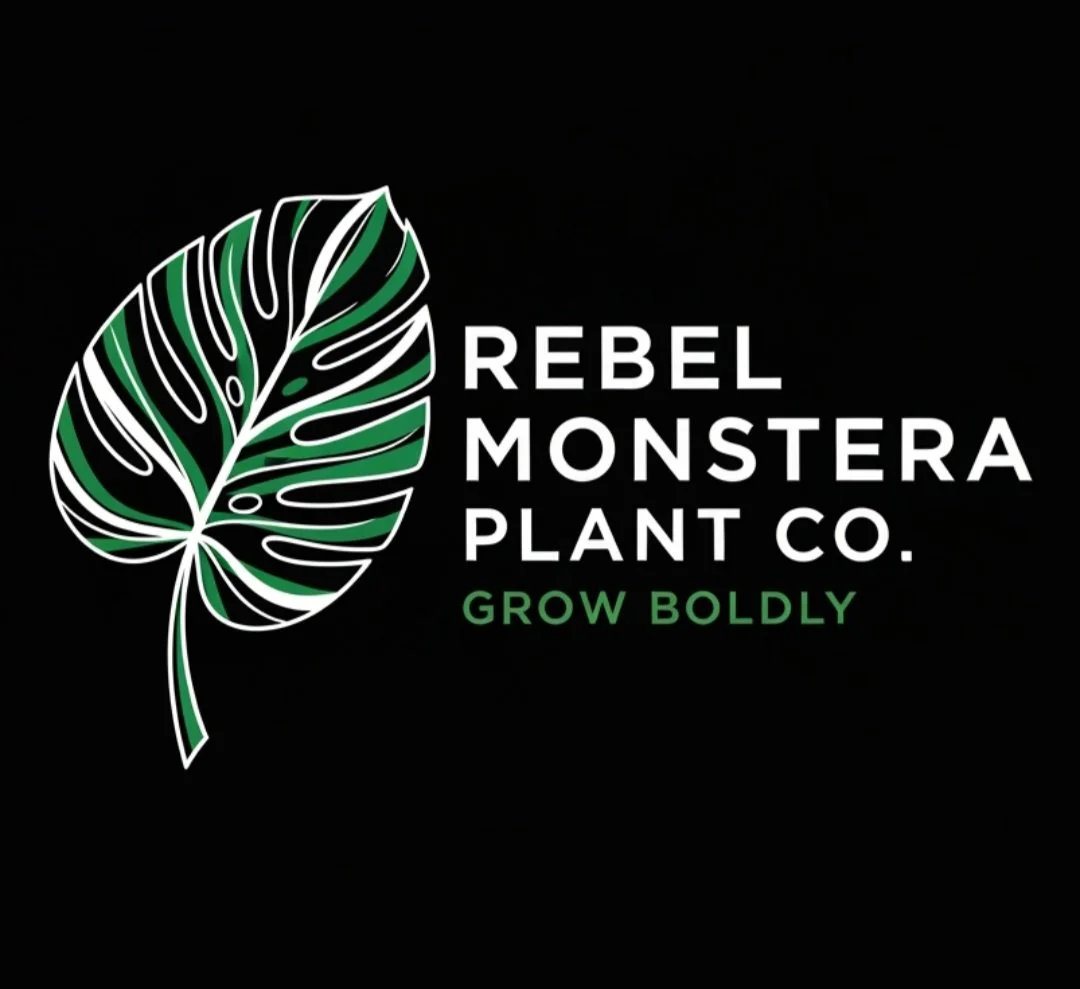 Rebel Monstera Plant Company