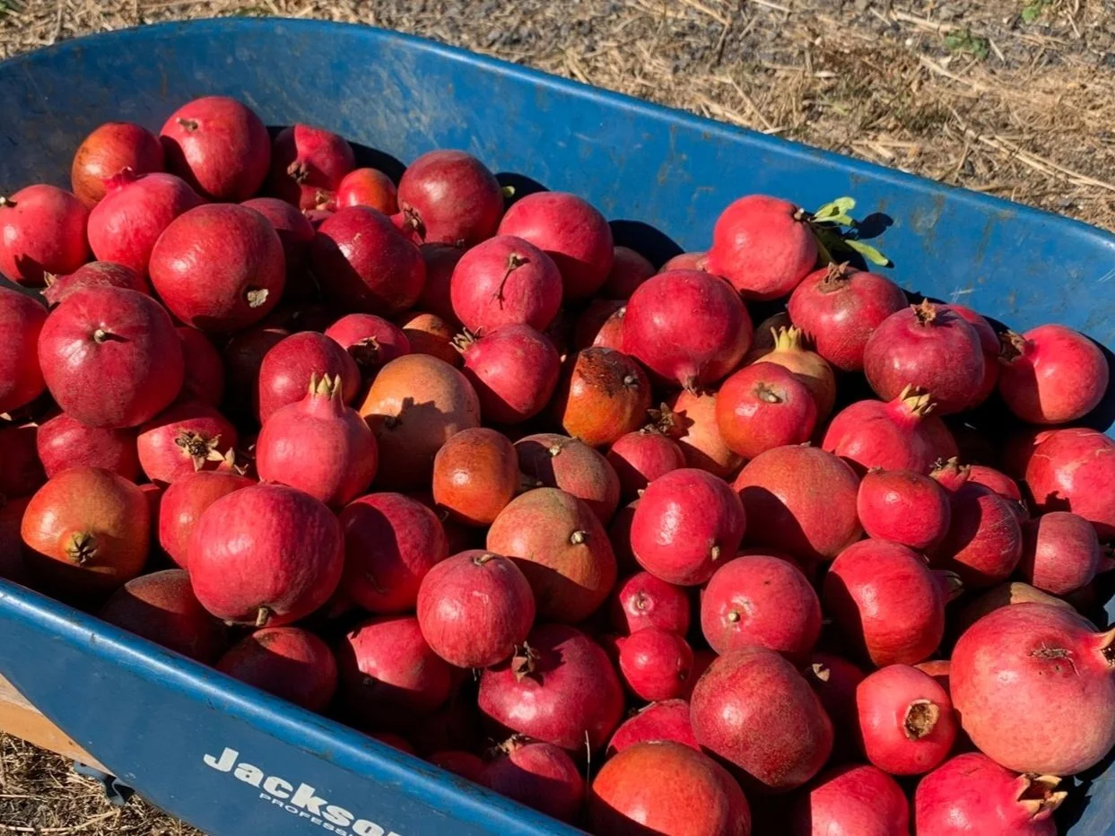A blue cart filled with freshly picked red and some orange pomegranates, set outdoors on a dirt ground.