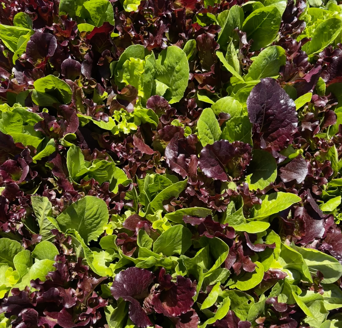 Close-up of green and purple leaf lettuce plants growing in soil.