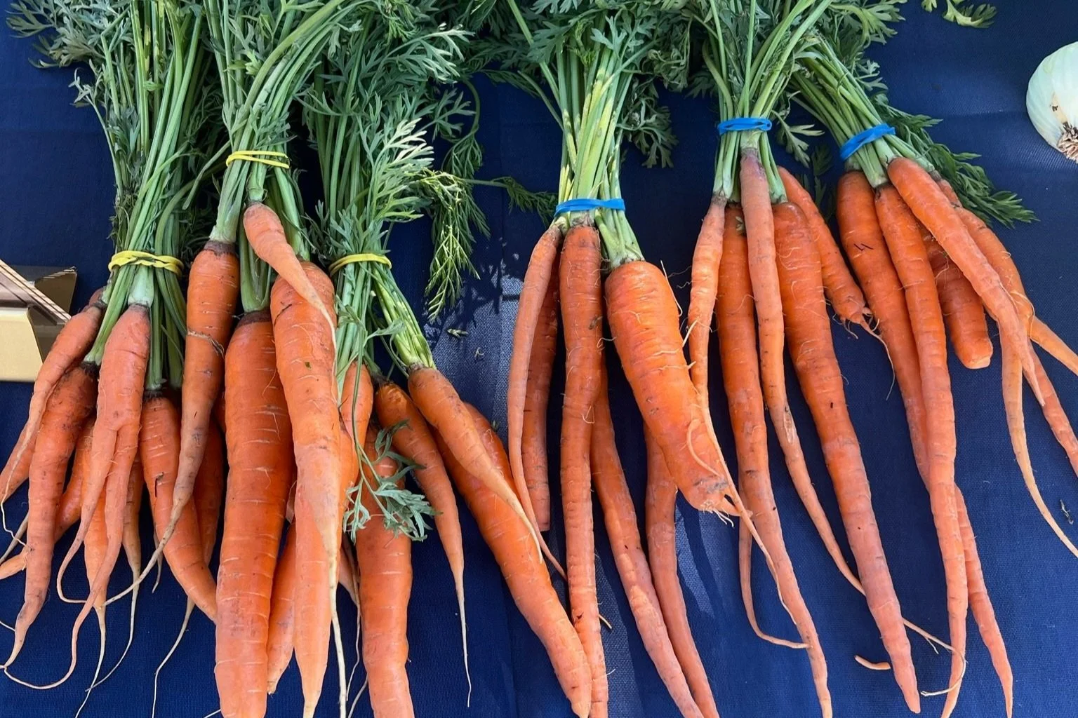 Fresh carrots with green leafy tops, tied with rubber bands, laid out on a dark surface.