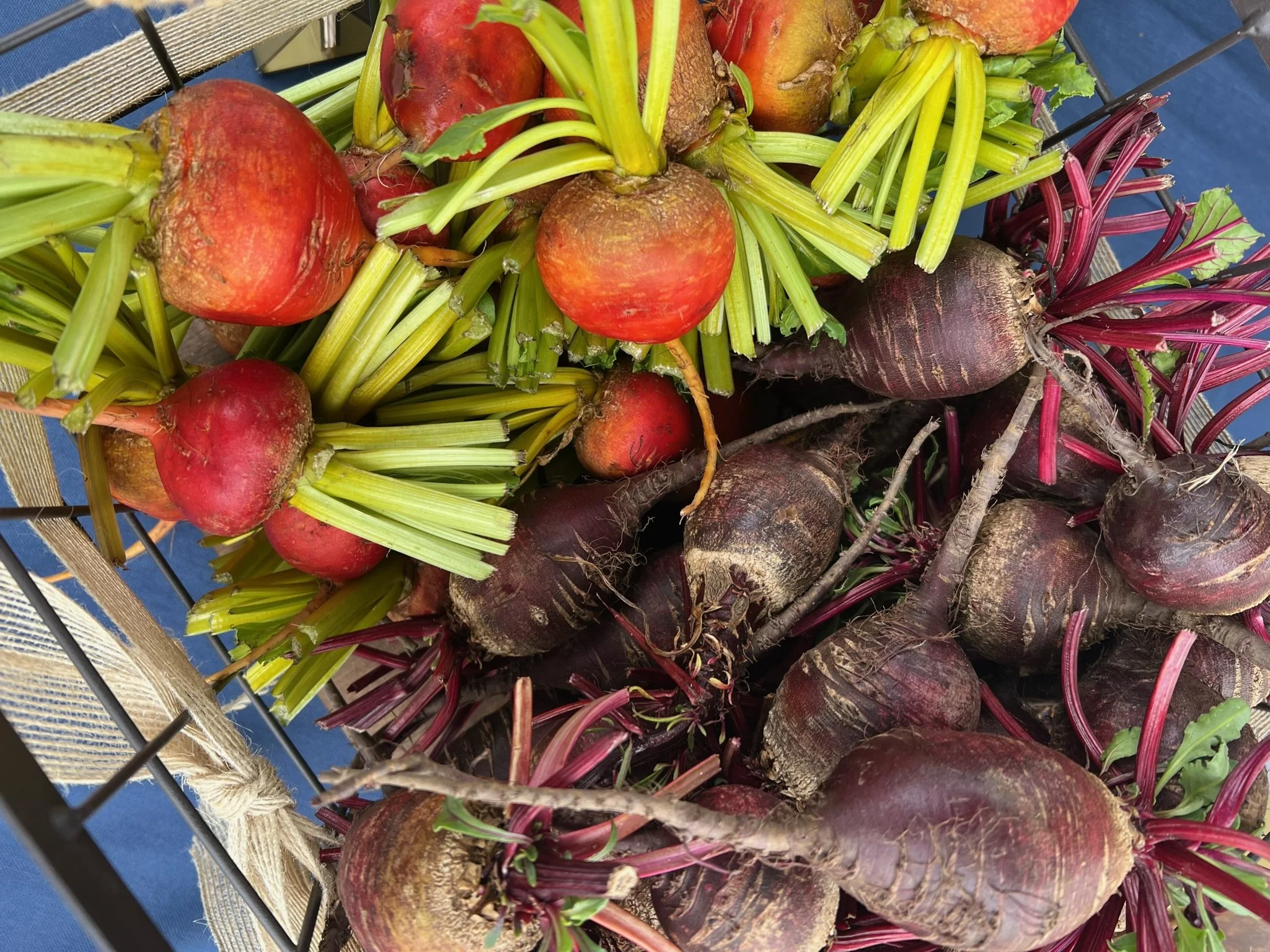 Fresh beets with green and red leaves, some with red and yellow radishes attached, placed in a black wire basket.