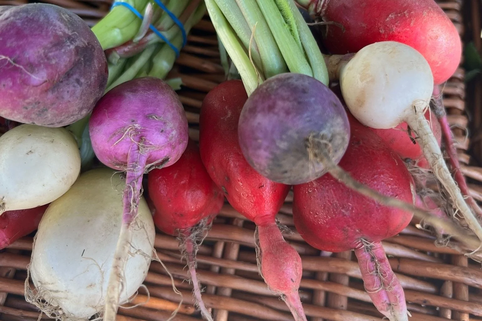 A variety of freshly harvested radishes in different colors, including purple, white, and red, with some still attached to their green stems, resting on a wicker basket.