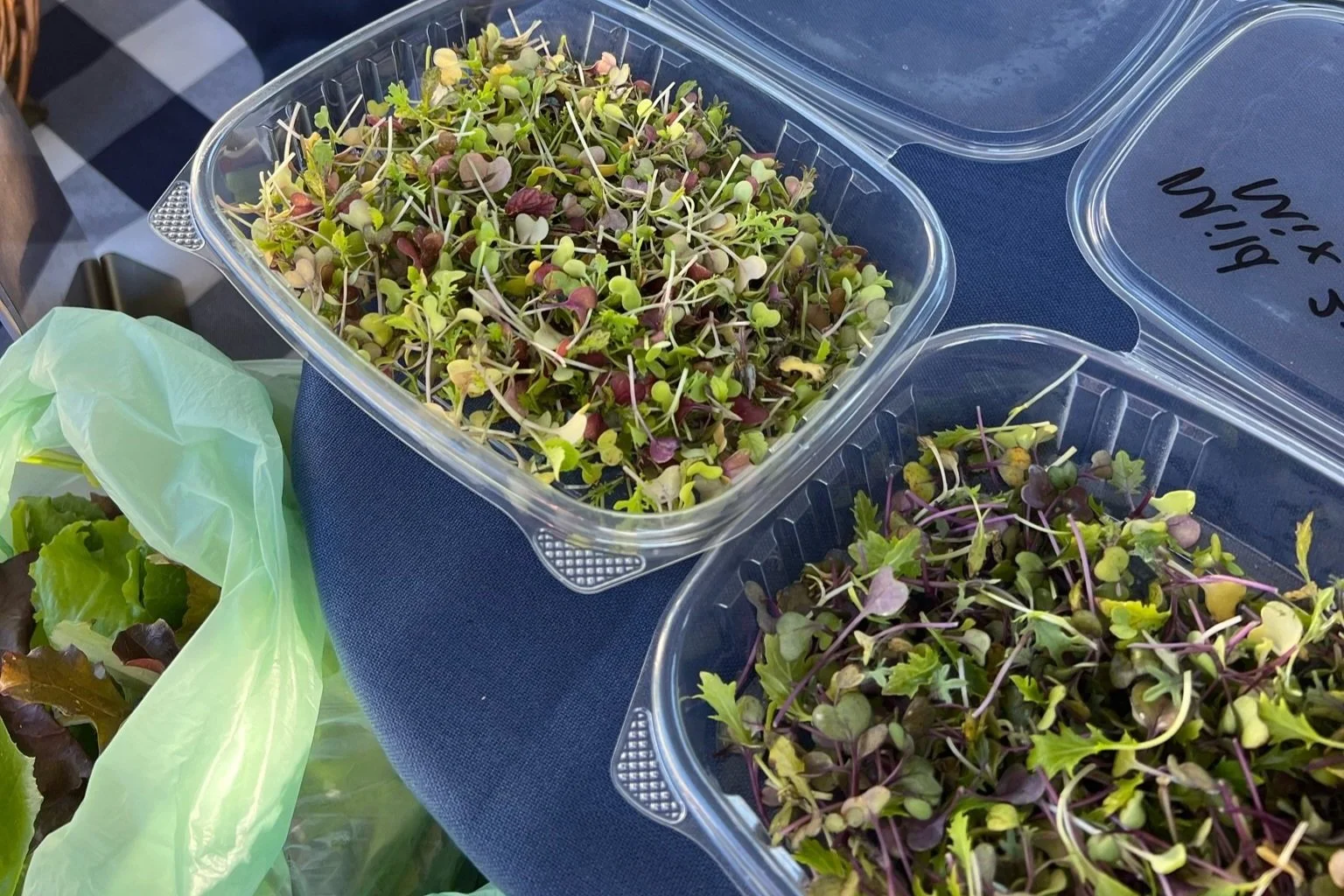 Plastic containers filled with microgreens on a blue surface, with a green plastic bag of leafy greens nearby.