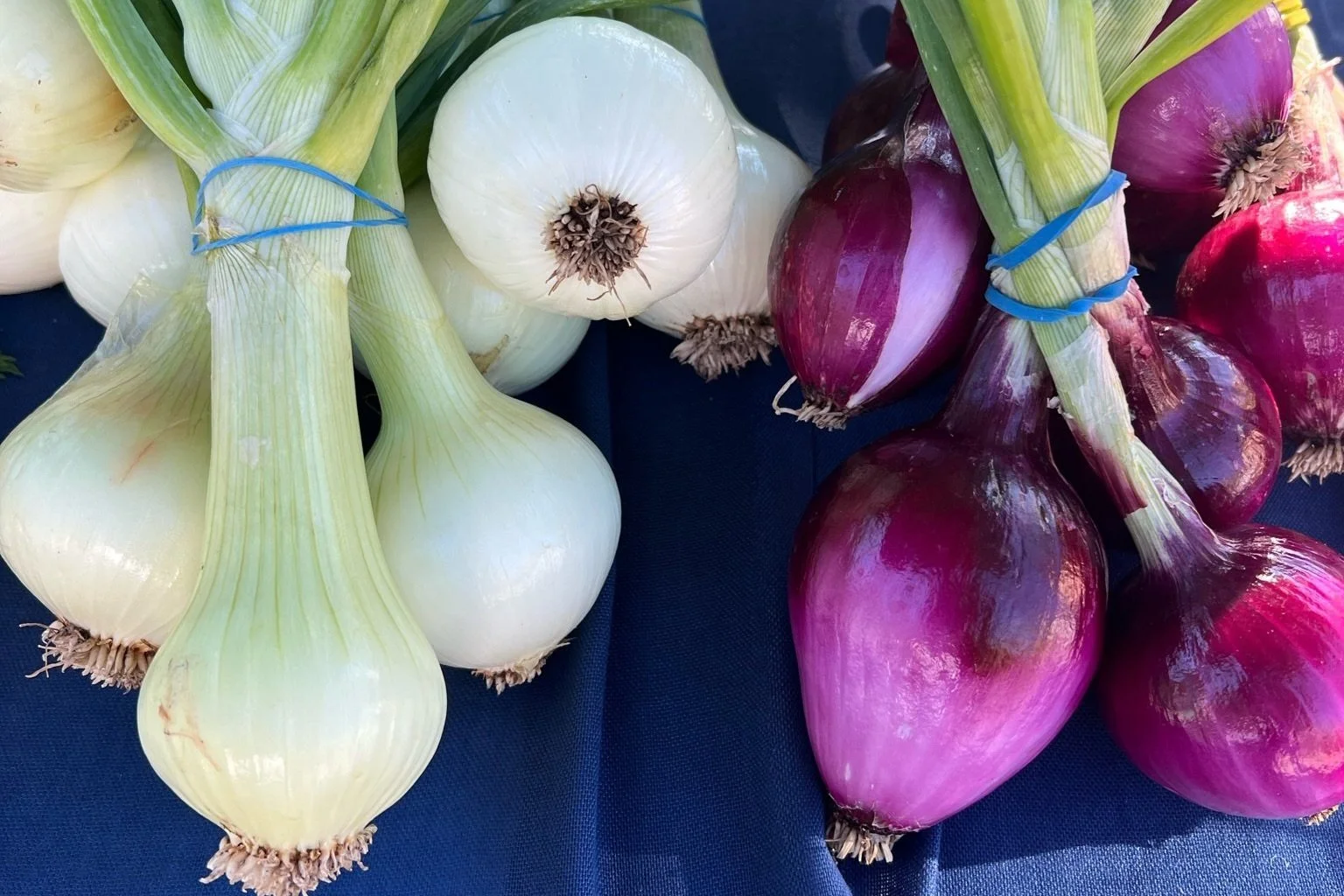 Bunches of yellow and red onions tied with blue rubber bands, displayed on a dark blue surface.