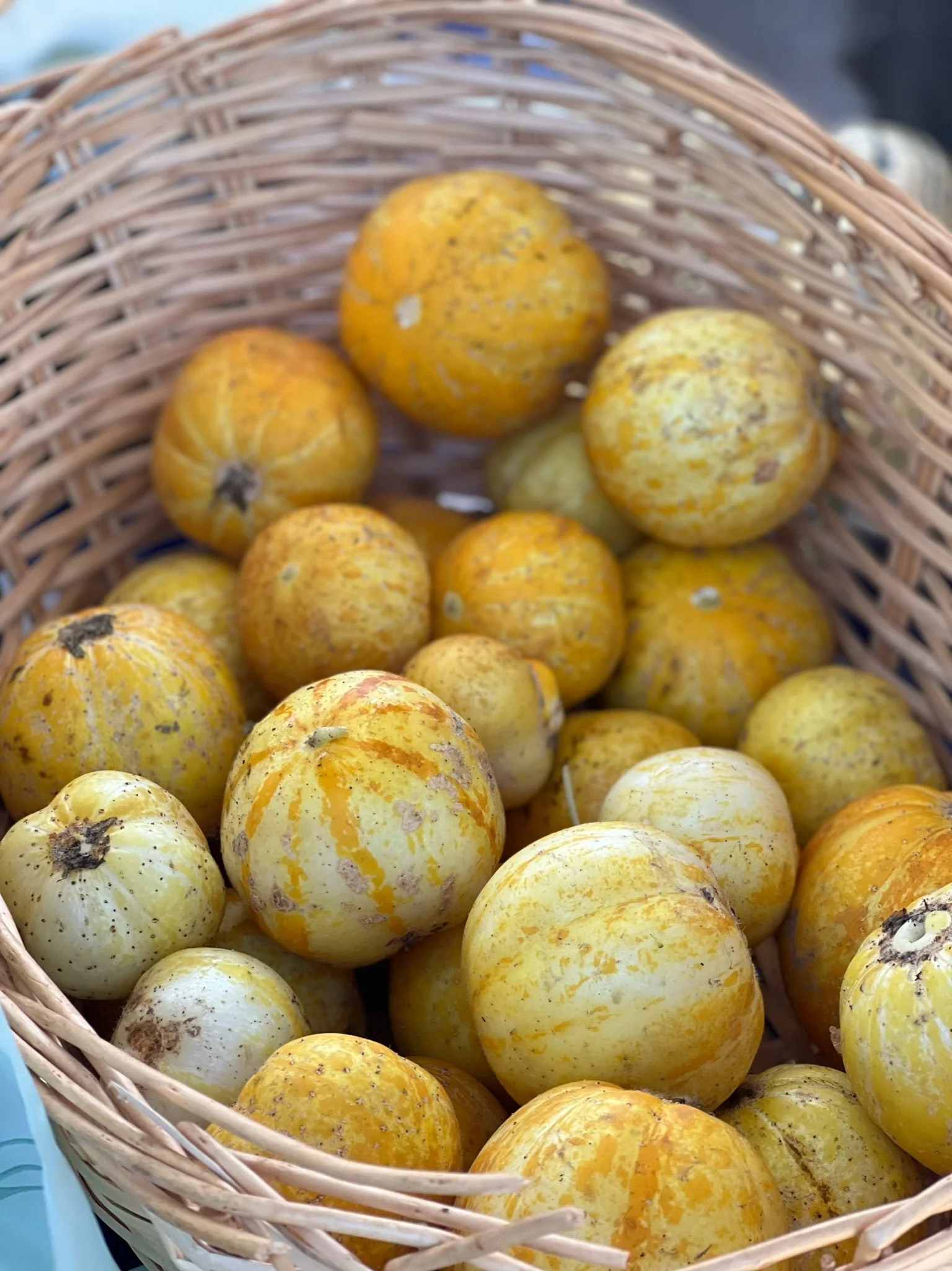 Basket filled with yellow and orange heirloom tomatoes, some with speckles and spots.