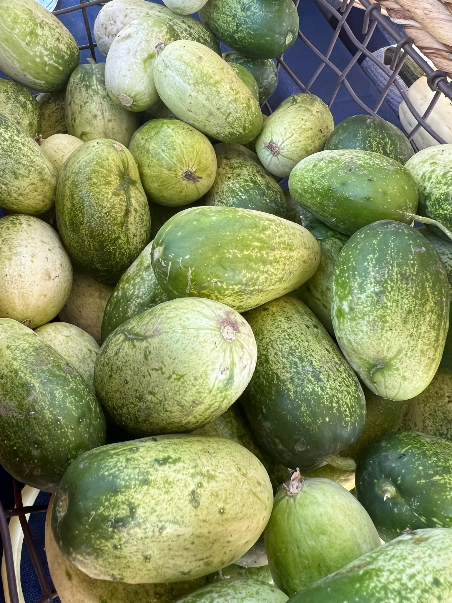 A pile of unripe spaghetti squash with green and yellowish skin in a shopping basket.