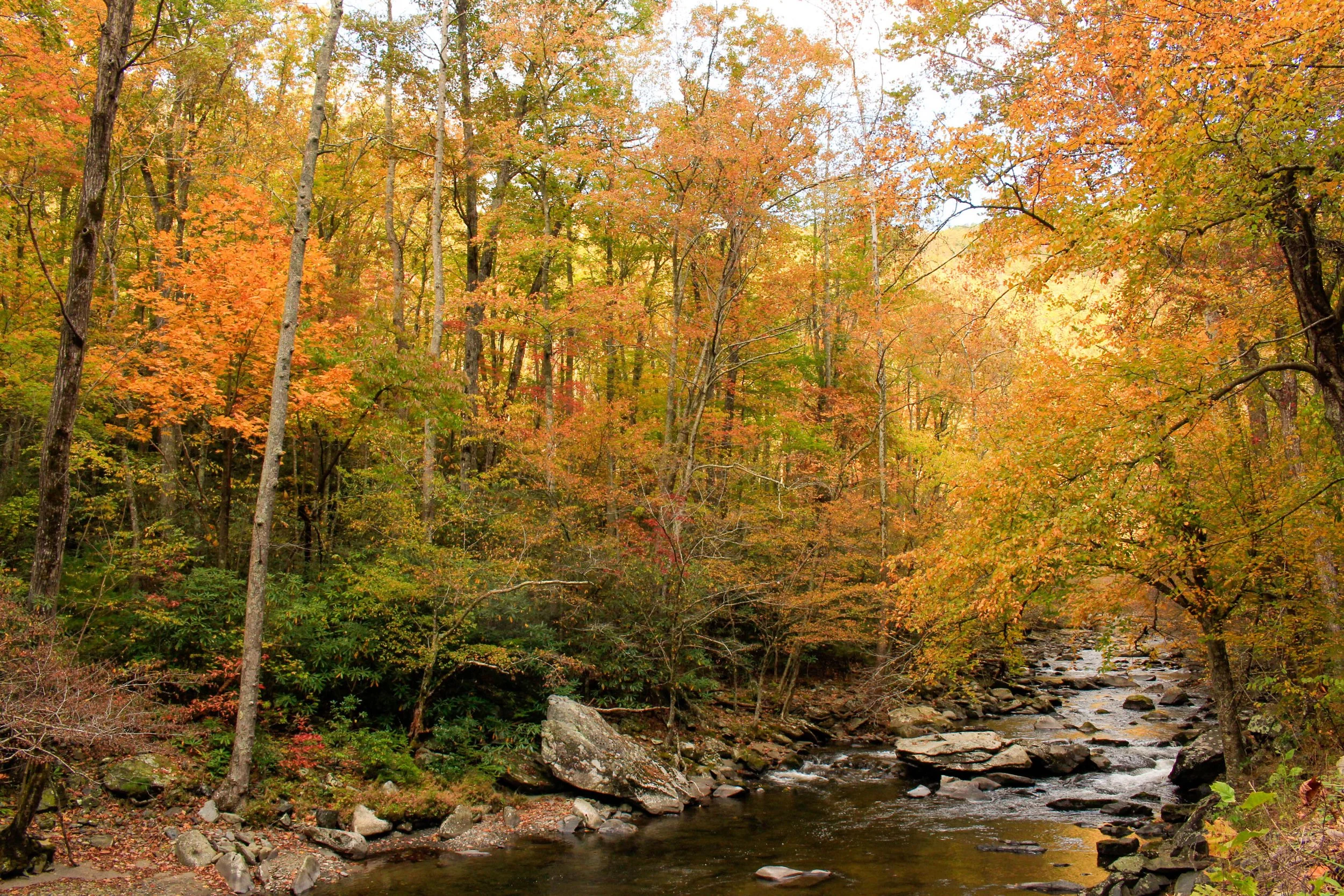 10 Best Spots to See Fall Color in the Smokies (That Aren't Crowded)