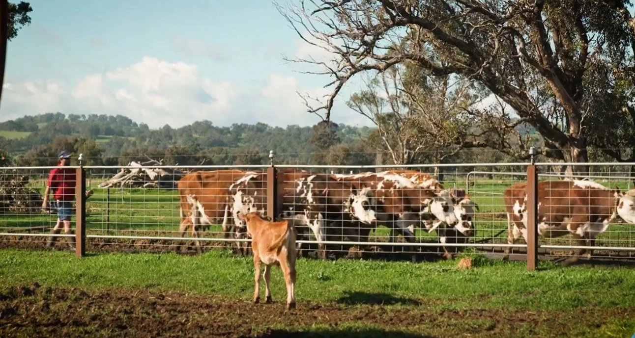 Farming with care at Halls Family Dairy