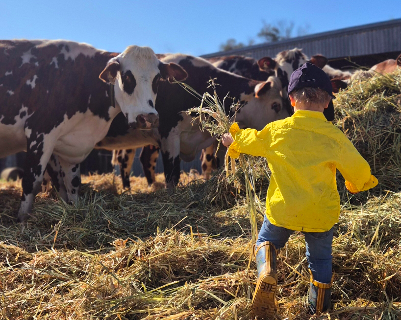 Family Dairy Farm in Harvey, Western Australia
