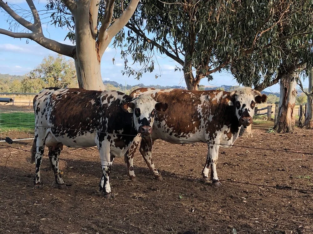 Normandy Cattle Western Australian Dairy Farm