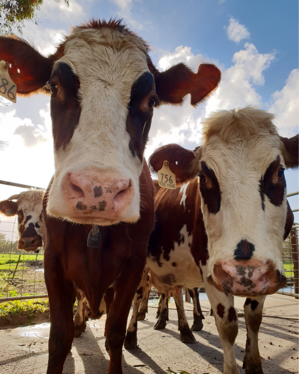 Normandy Cattle for milking, WA