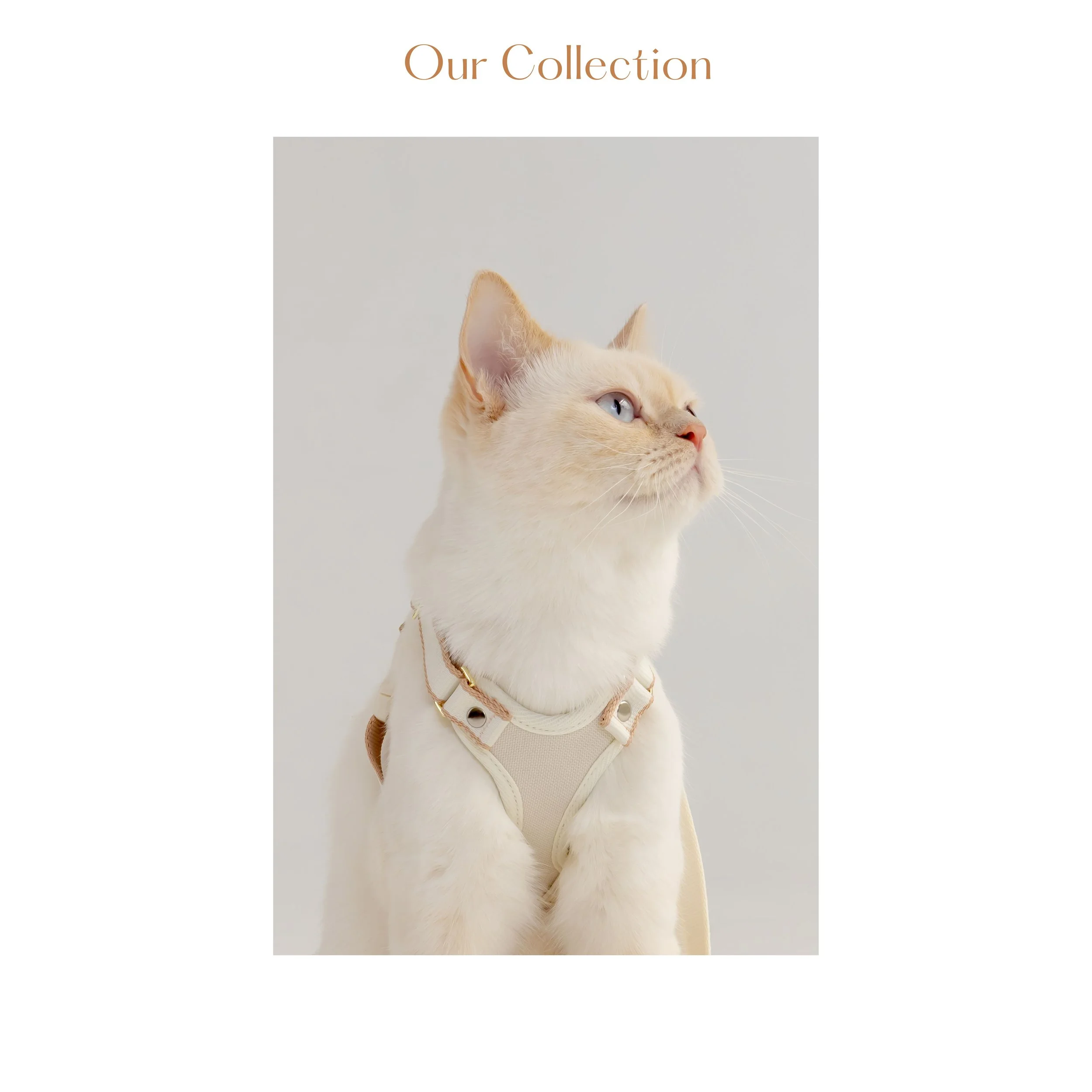 Y harness (2500 x 2500 像素) (1).jpg