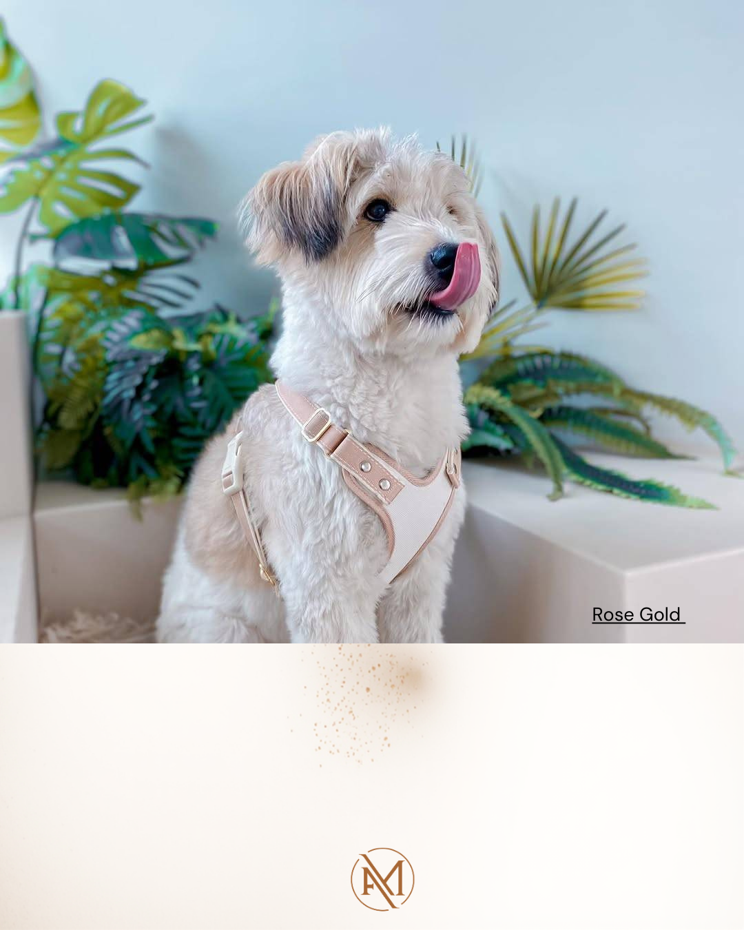 A cute, fluffy white dog with a tan patch on one ear, sitting indoors with green plants in the background, wearing a pink harness and licking its nose.