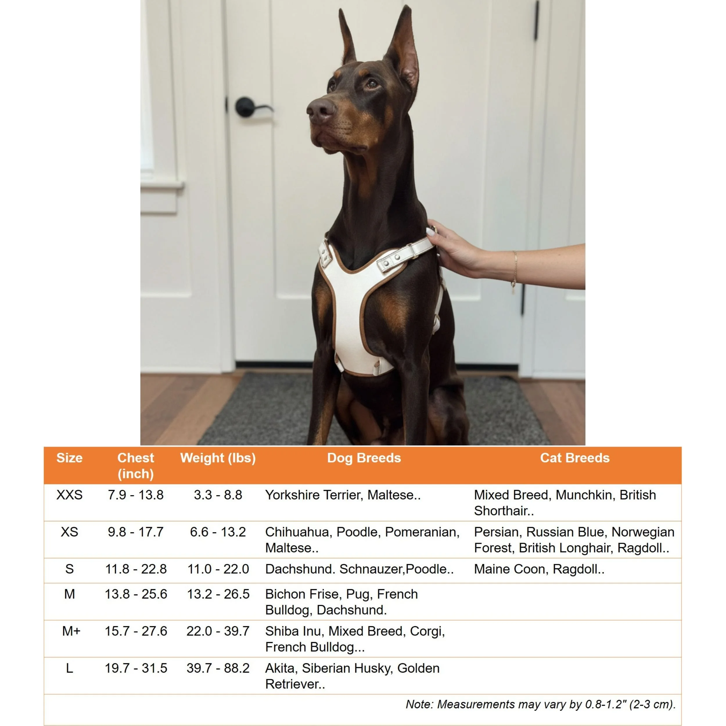 Y harness (2500 x 2500 像素) (7).jpg