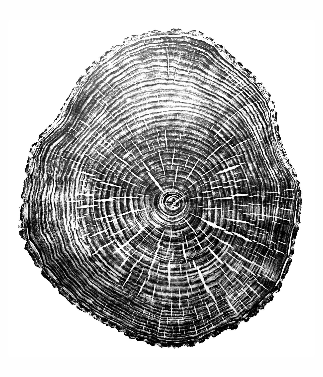 Walnut, Northeast Portland
25 x 33"