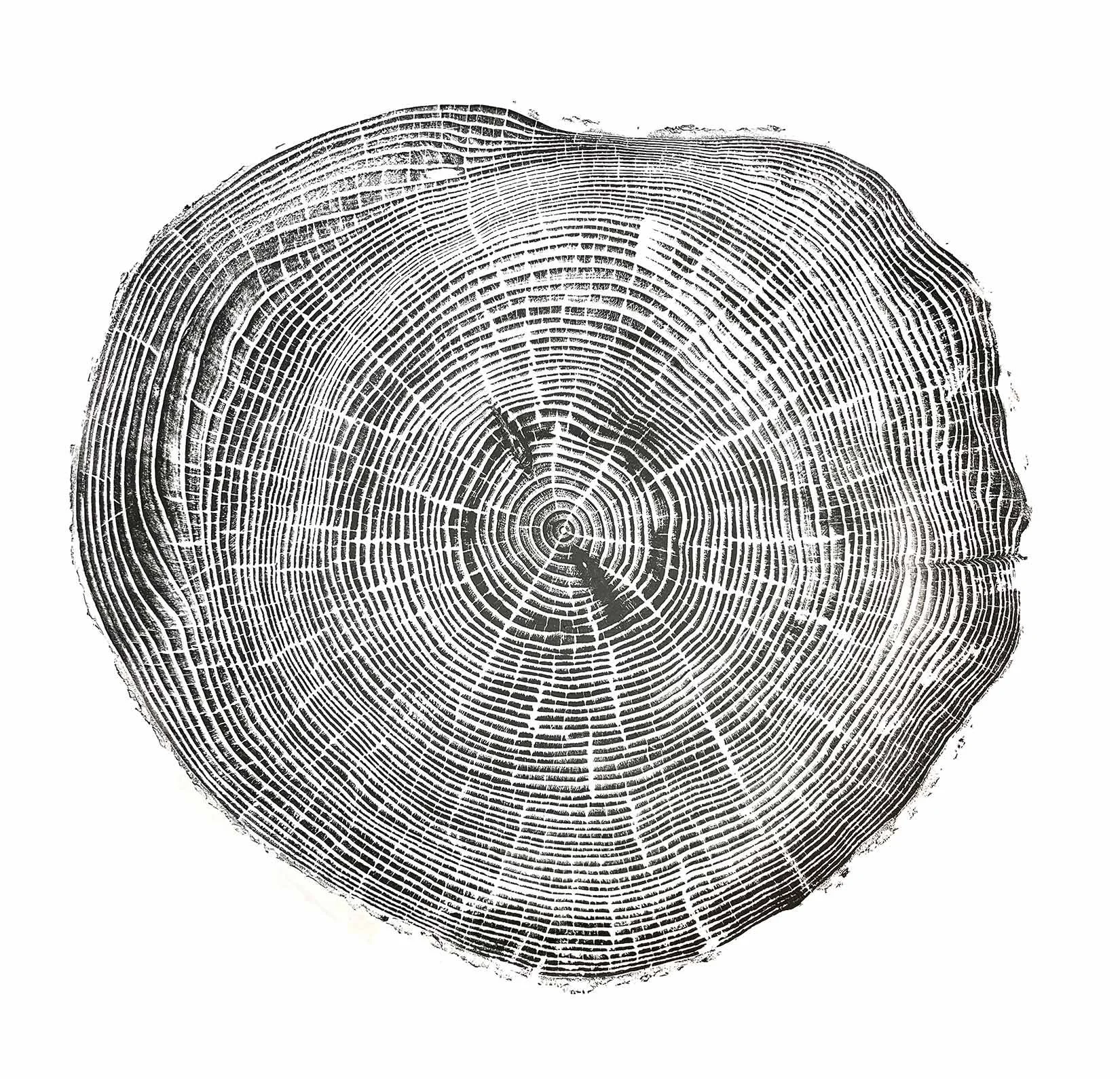 Blue Spruce, North Portland
40 x 35"