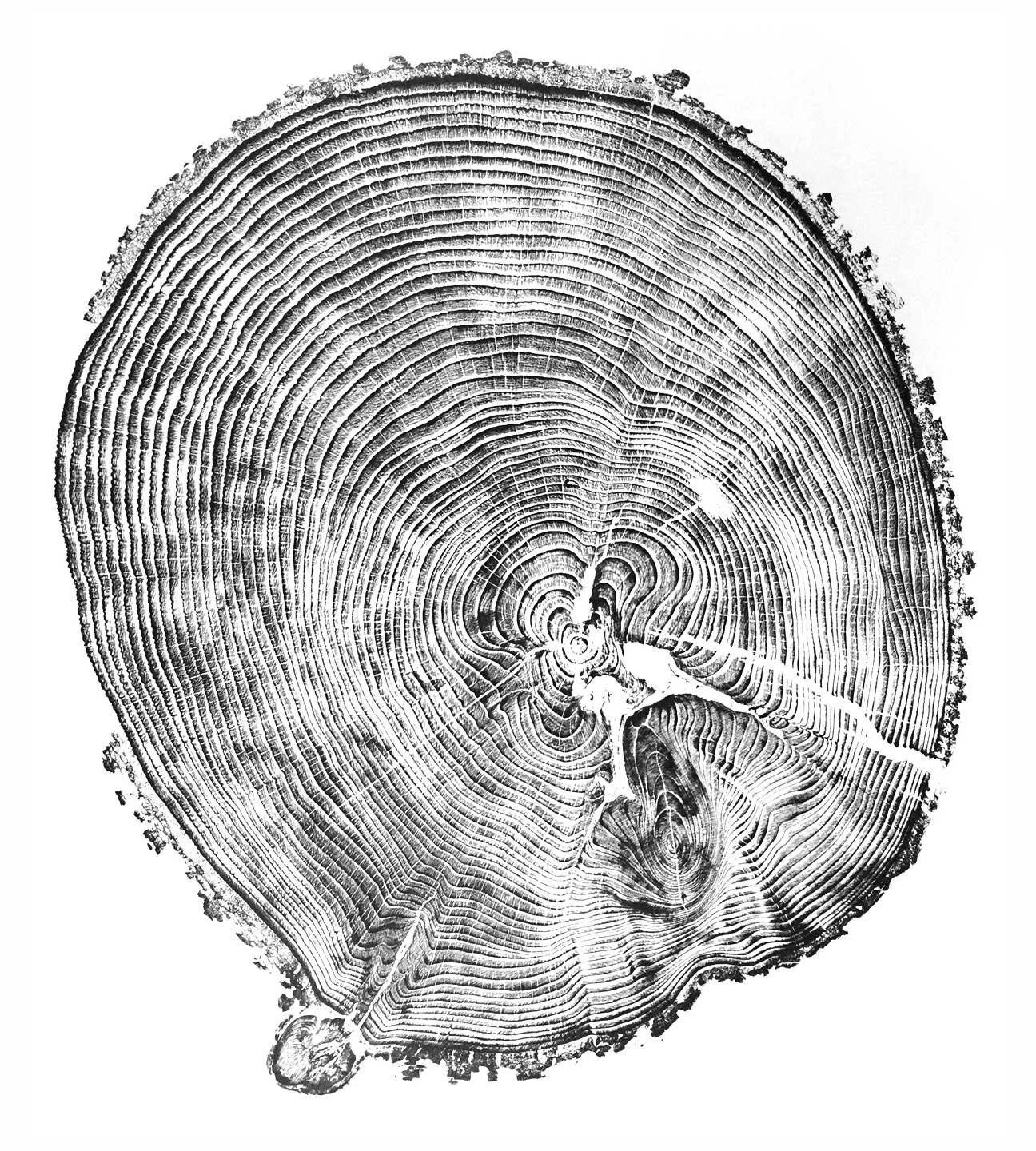 Deador Cedar, Southwest Portland
38 x 31"