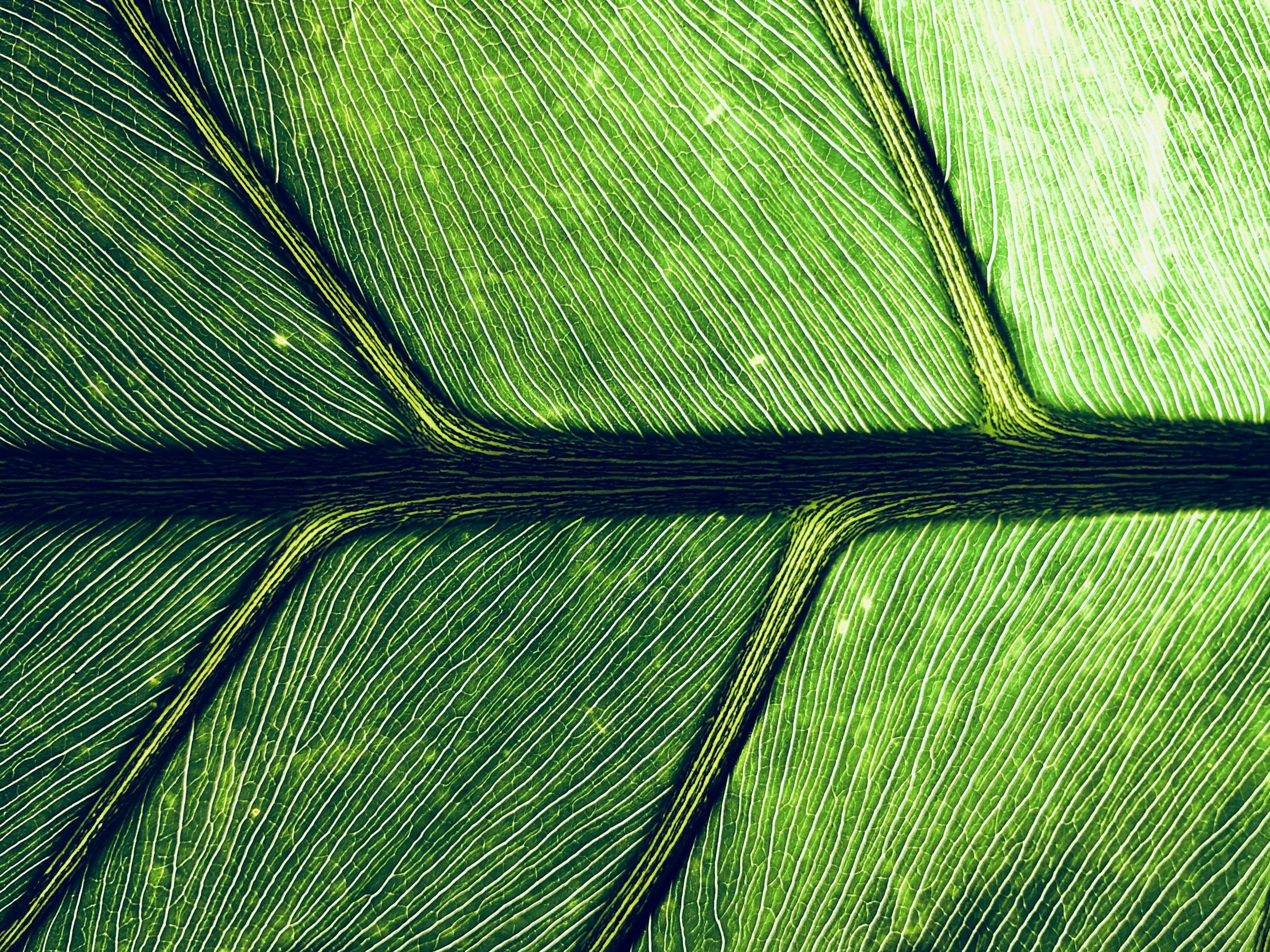 Close-up of green leaves with prominent veins and detailed texture.