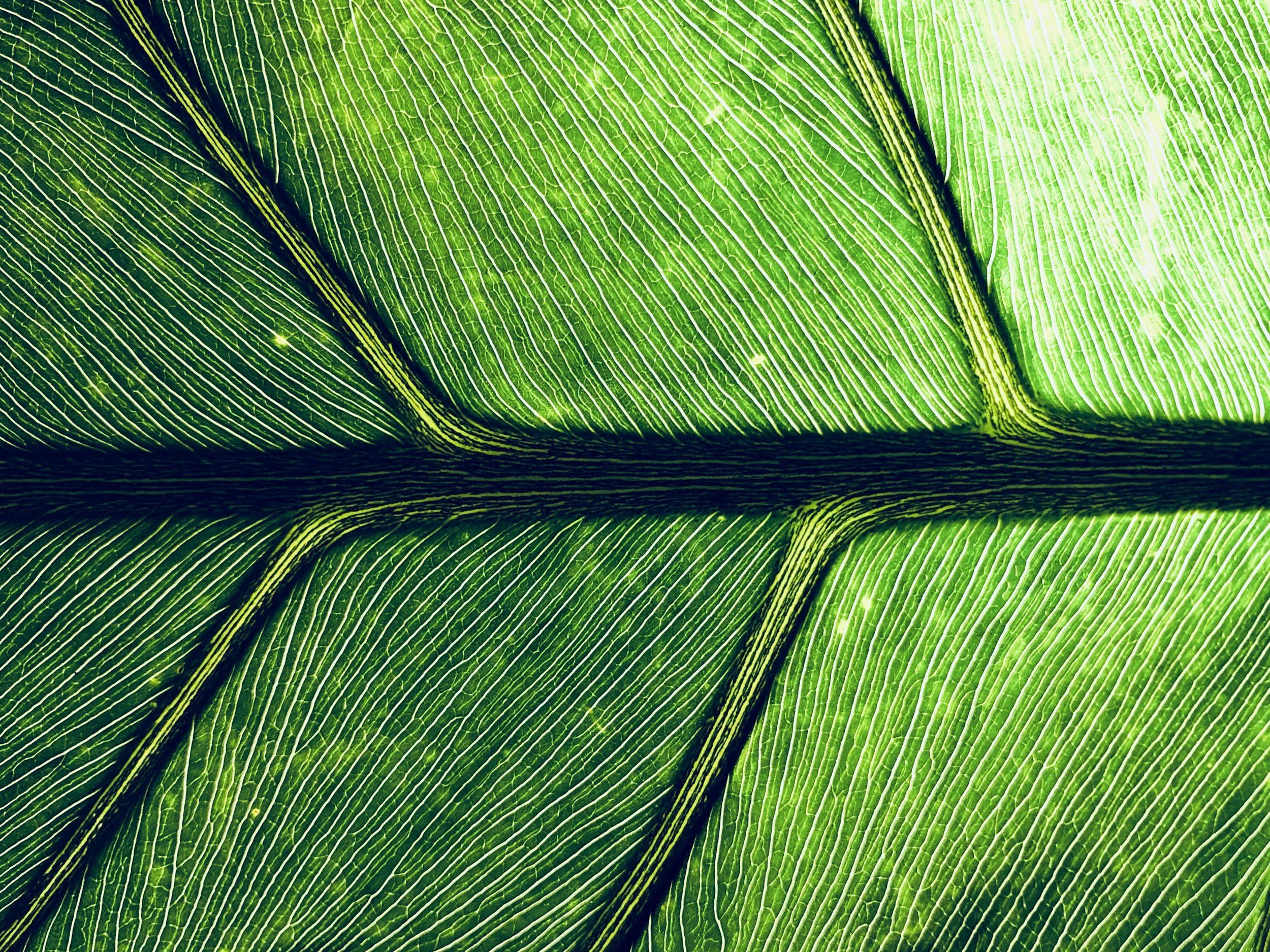 Close-up of green leaves with prominent veins and detailed texture.