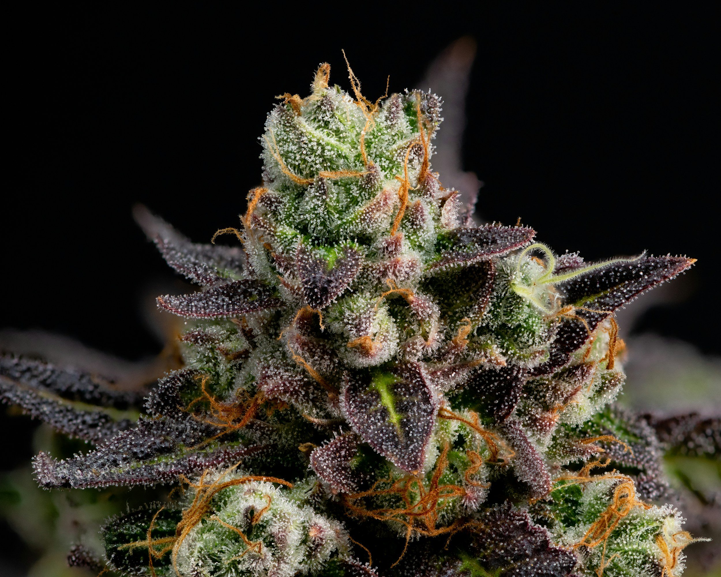 Close-up of a flowering cannabis bud covered in trichomes with purple and green leaves and orange pistils.