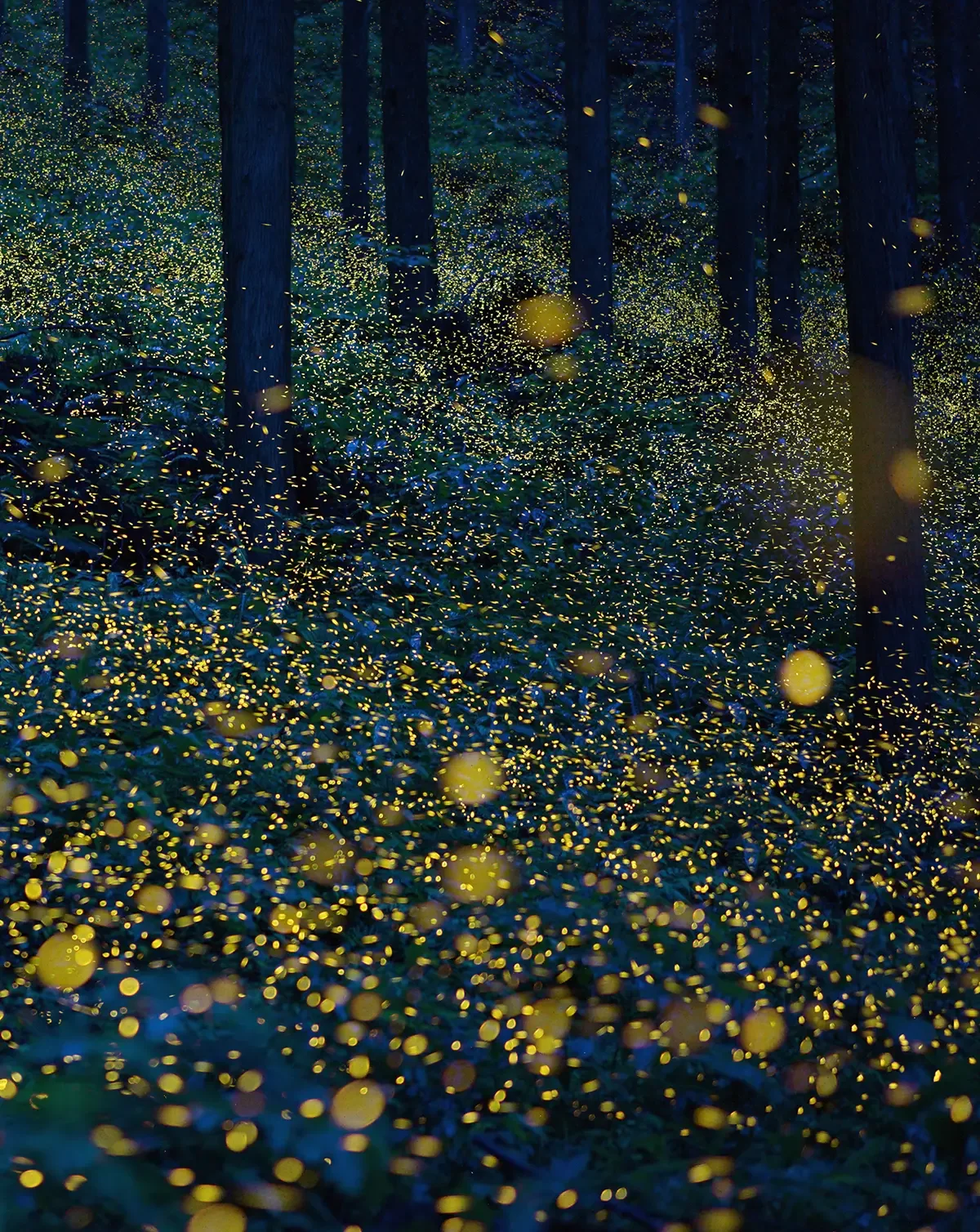 A forest at night illuminated by thousands of fireflies, creating a glowing yellow light among the trees and on the forest floor.