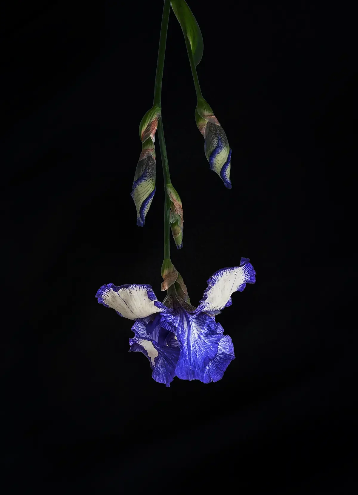 An iris flower hanging downward, set against a black background.