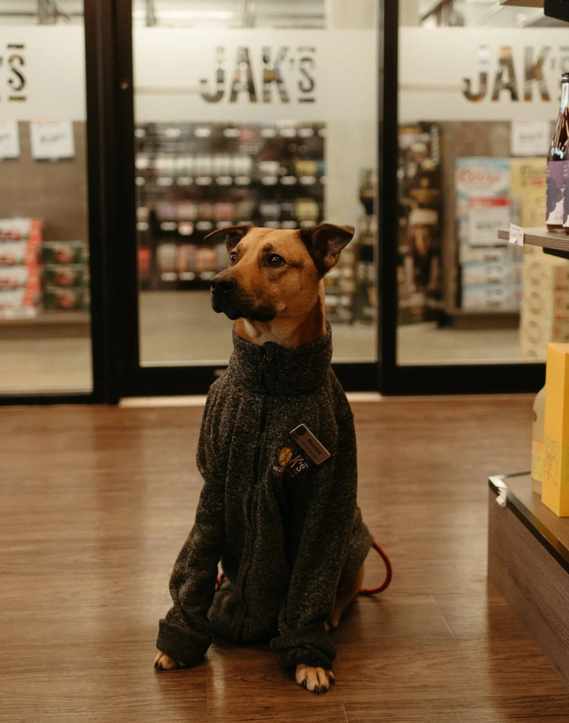 A dog in a knit sweater sitting inside a JAK's Beer Wine Spirits dog-friendly liquor store in Vancouver