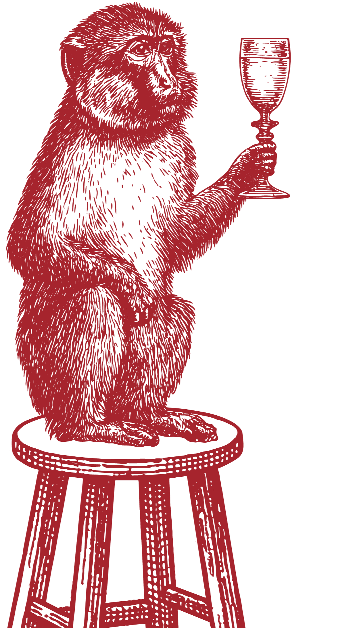 Monkey sipping a glass of wine