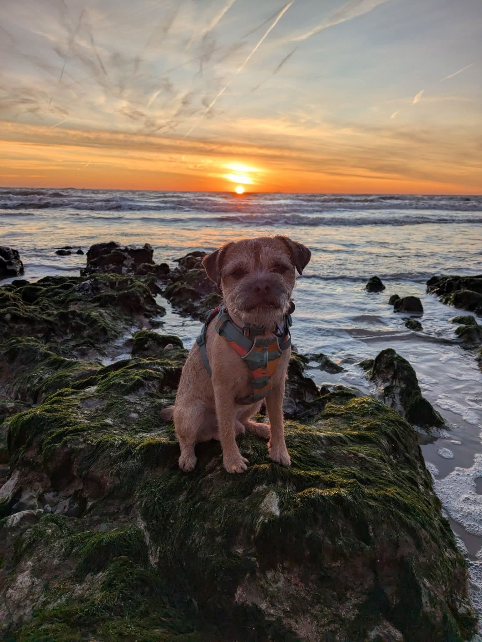 A picture of a border terrier sat on a rock on the beach.