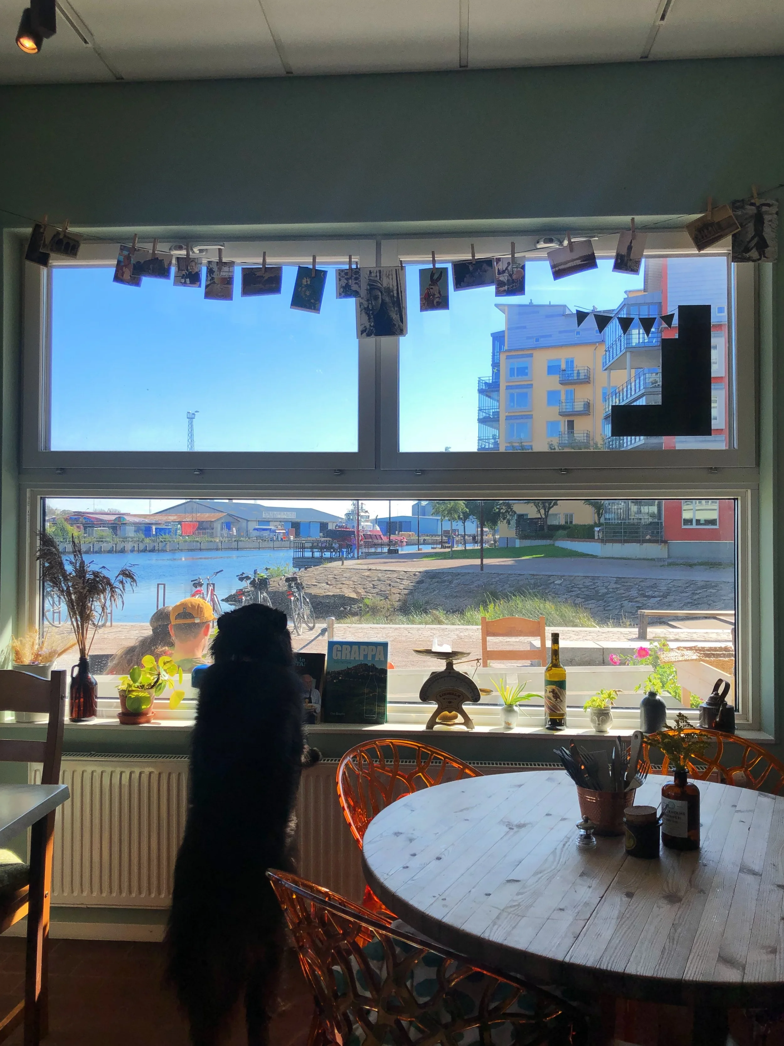 Interior of a restaurant with a large window showing an outdoor view of bicycles, water, and colorful buildings. A dog is standing on its hind legs at the window, and the table has bottles, plants, and a menu.