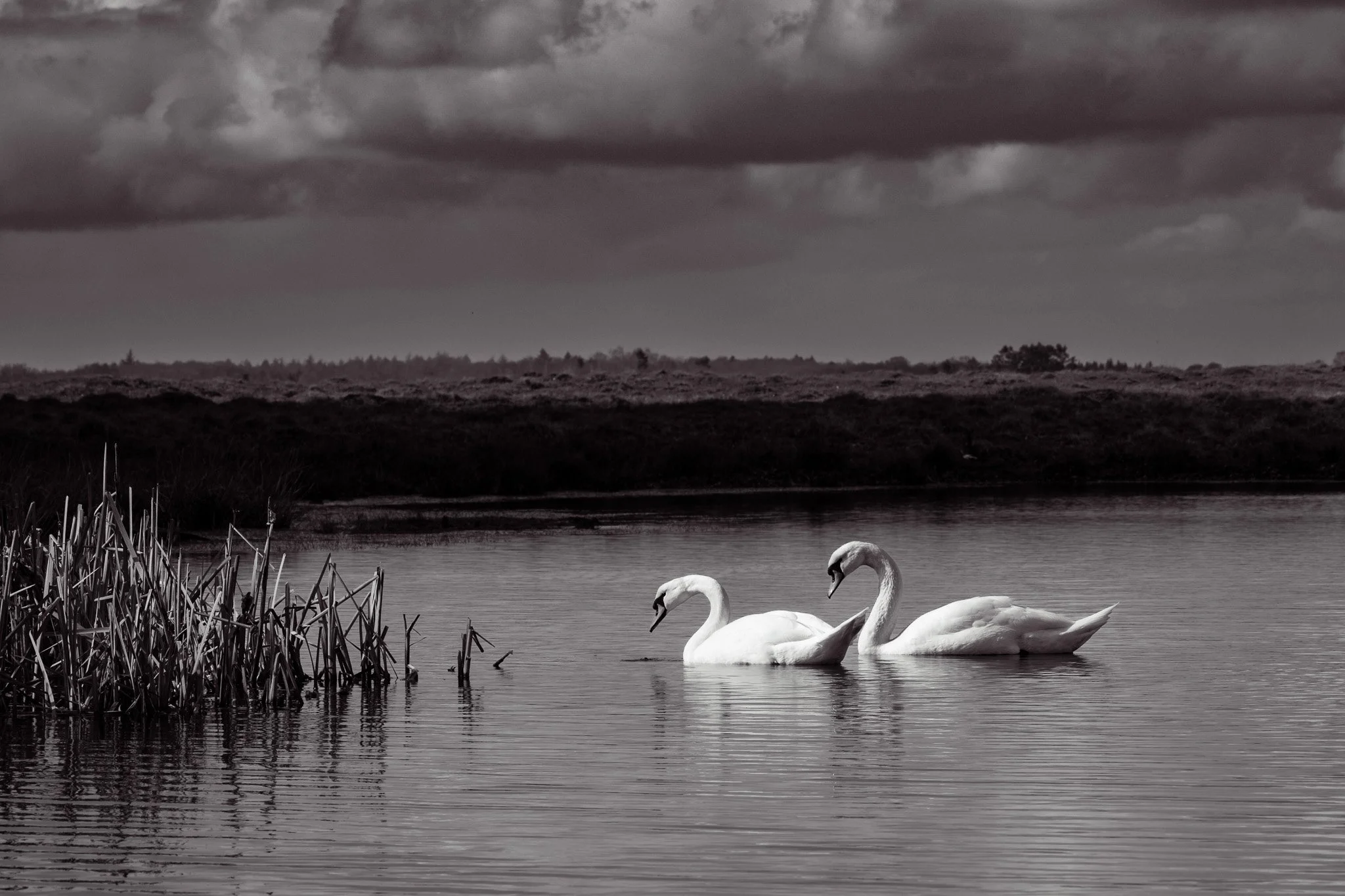 Two swans swimming in a calm body of water with a cloudy sky overhead and reeds in the foreground.