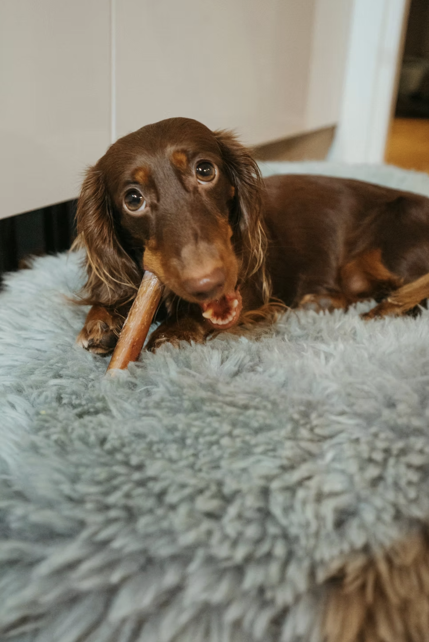 A brown dog lying on a fluffy gray rug, chewing on a stick, with a background of a white wall and doorway.