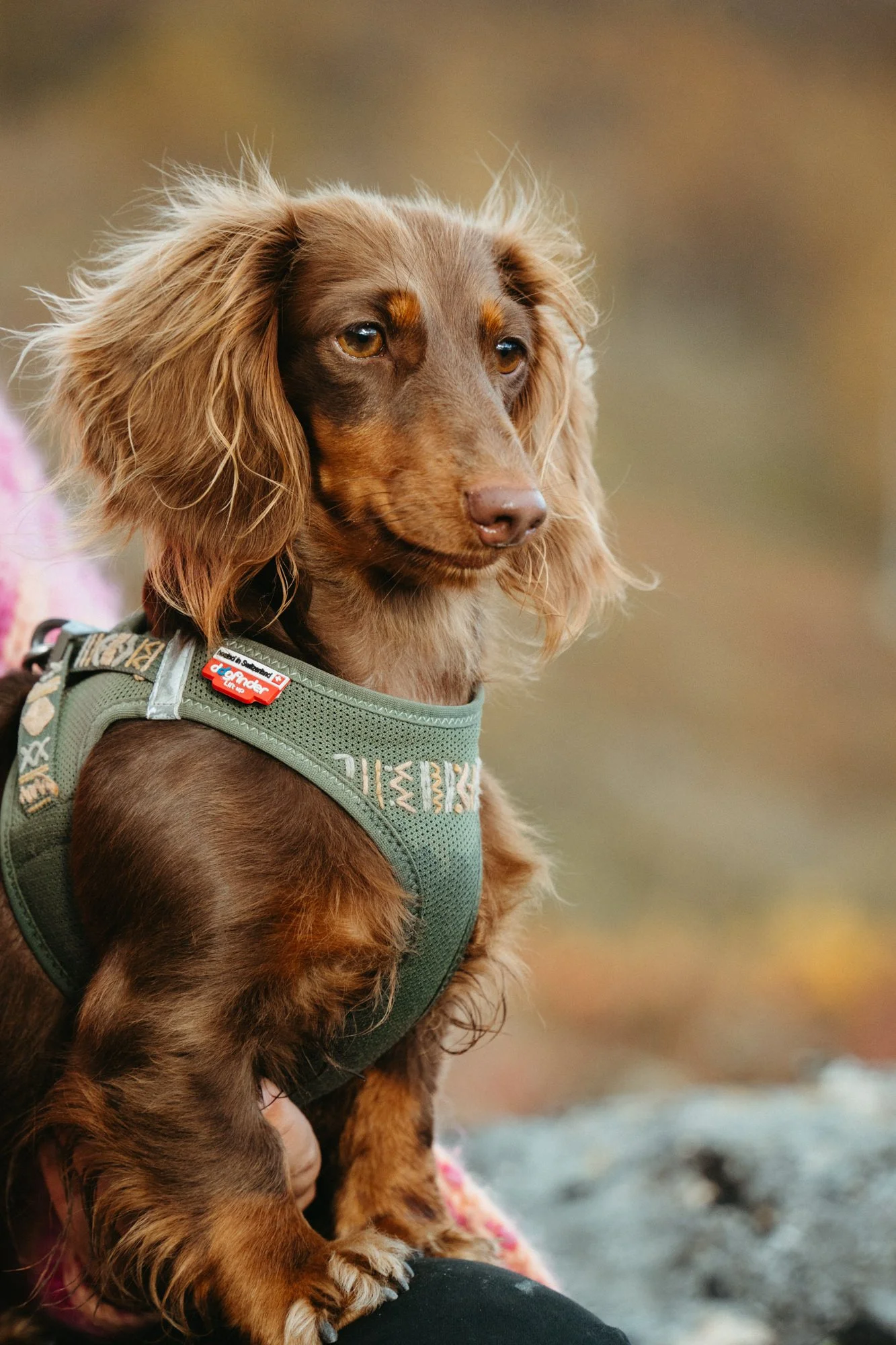 A close-up of a brown long-haired Dachshund wearing a green harness, outdoors with a blurred natural background.