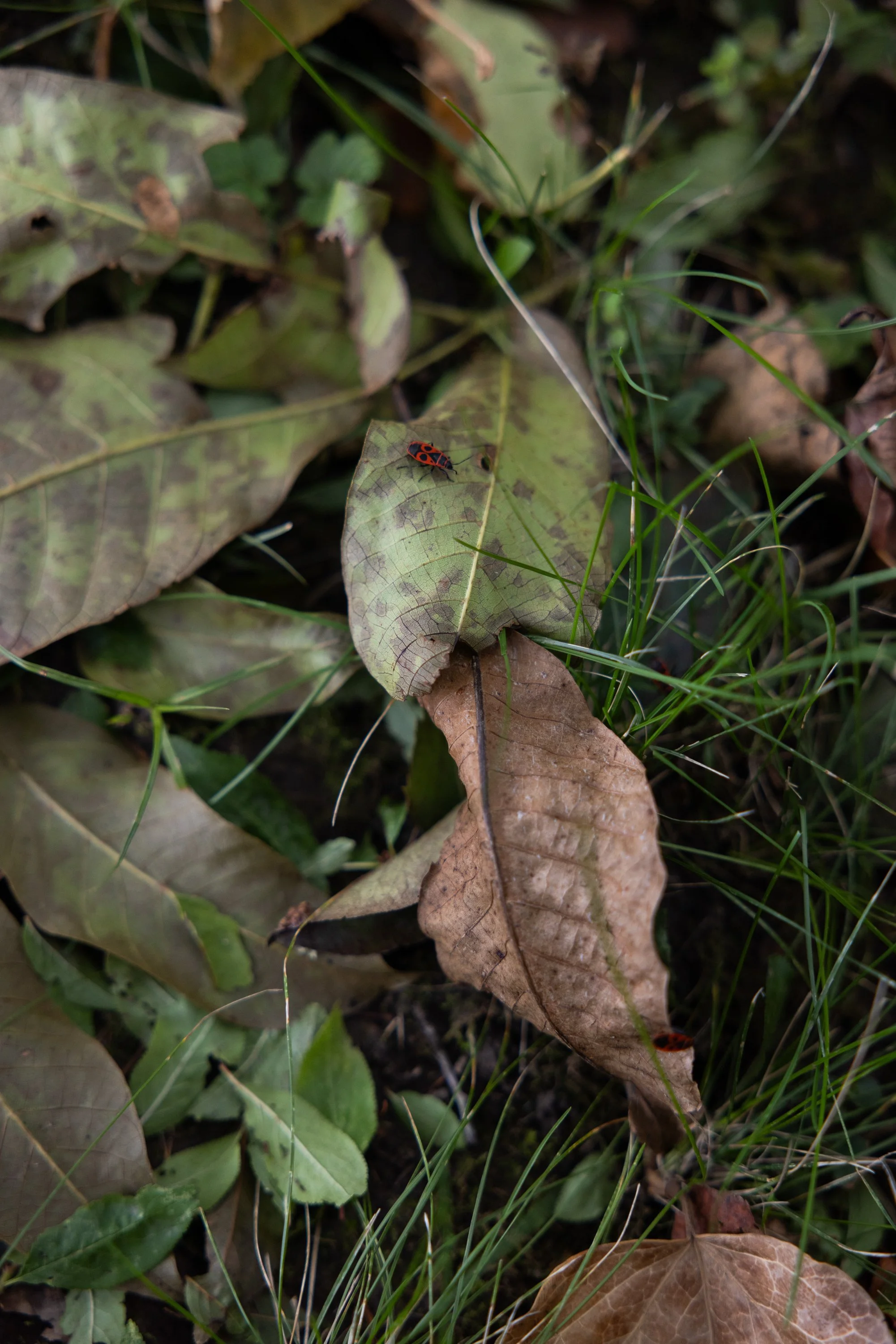 svatebni fotografie veselkovna olomouc_024.jpg