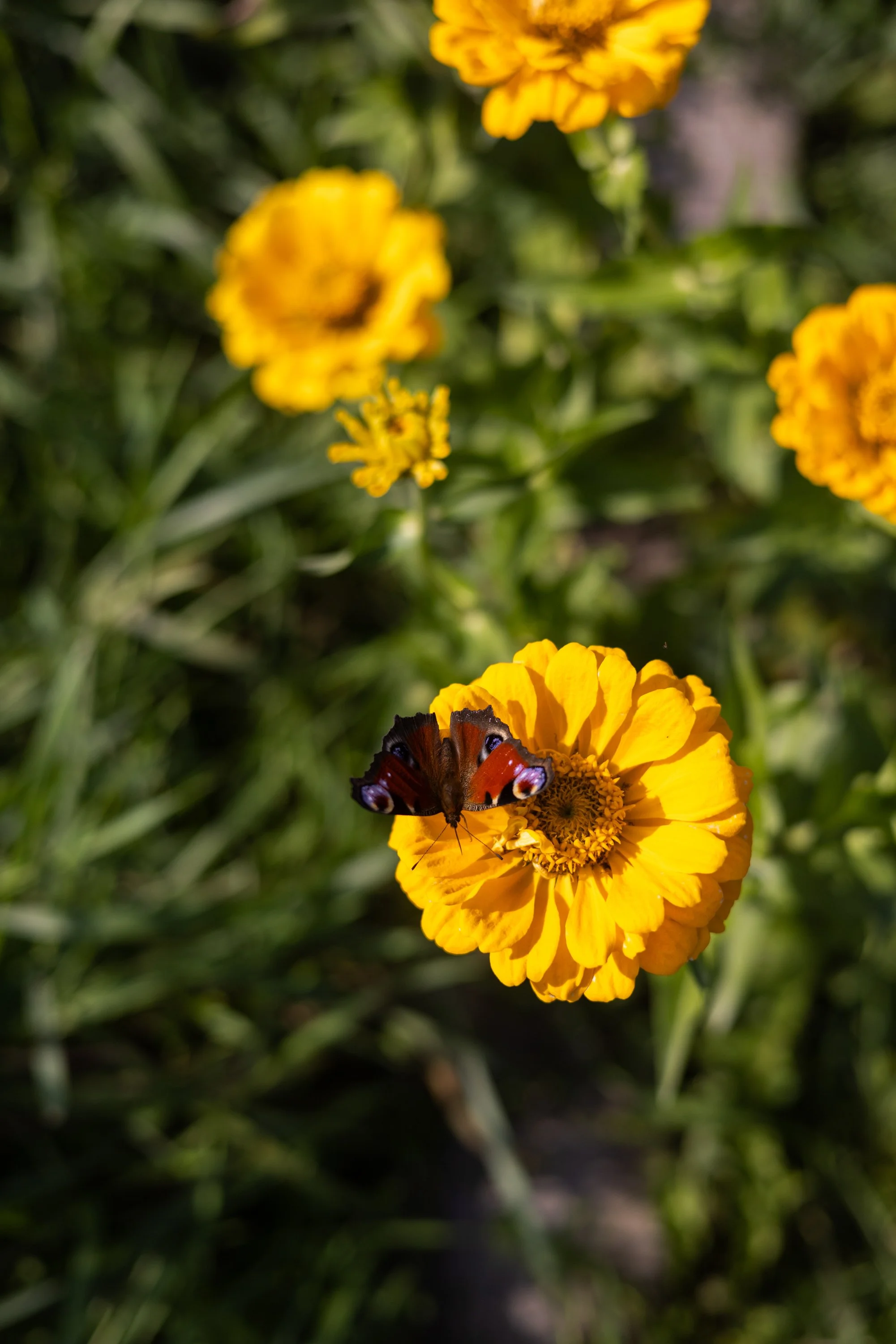 svatebni fotografie veselkovna olomouc_057.jpg
