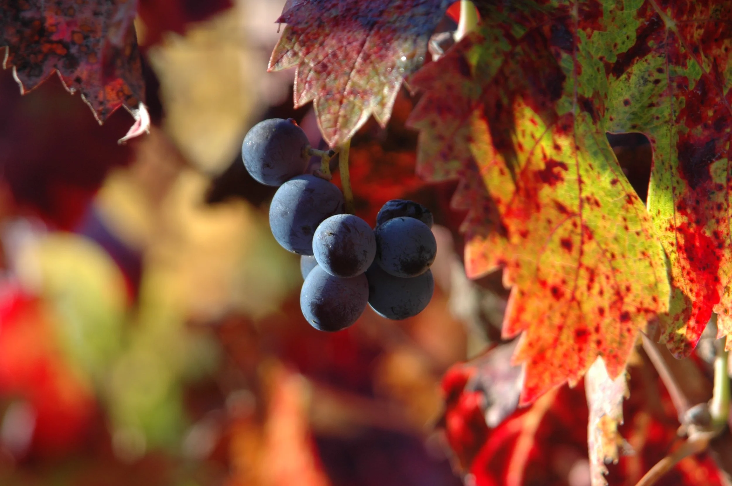 Warming Grapes, Calif. 