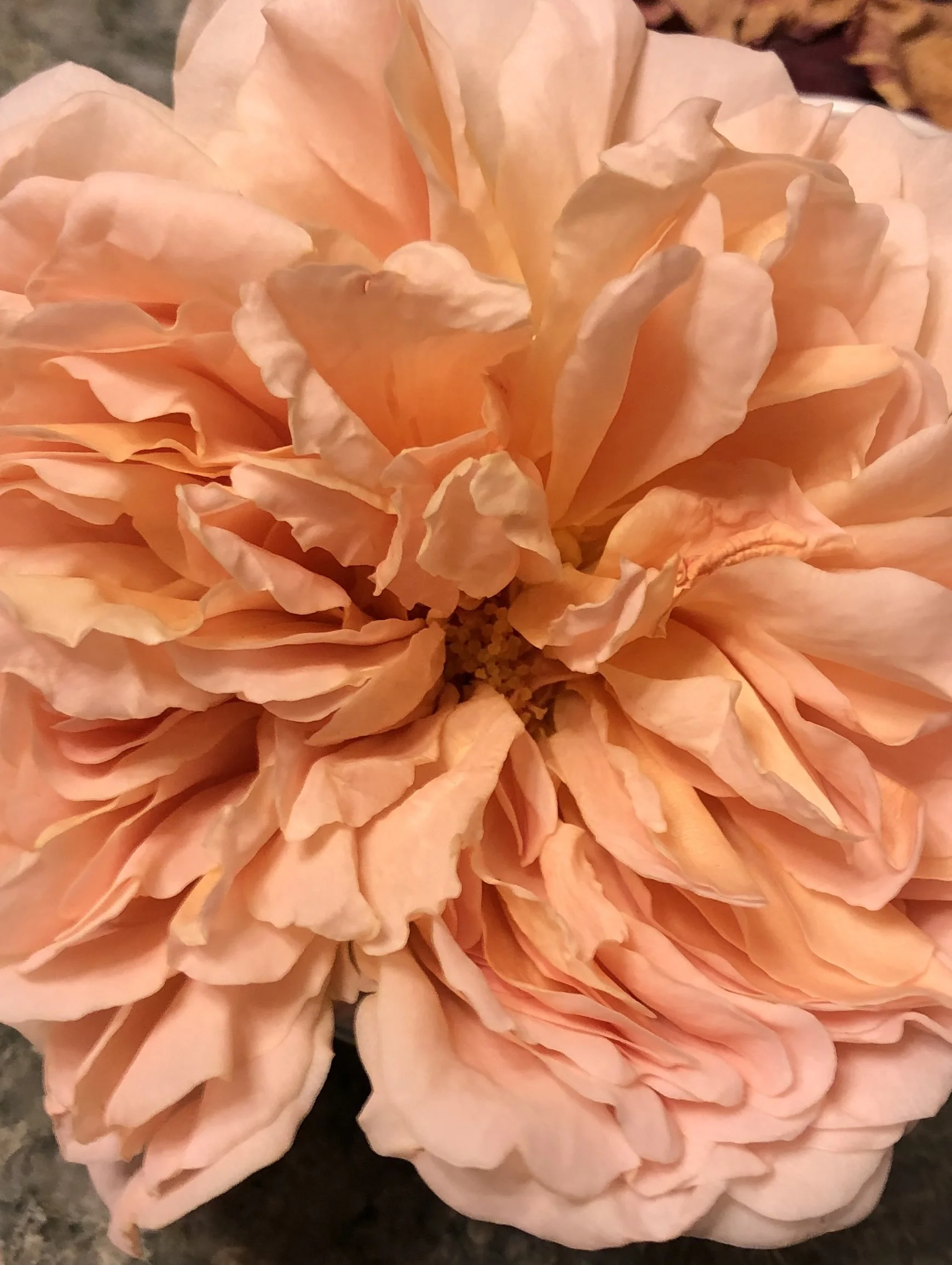 English Rose.jpg