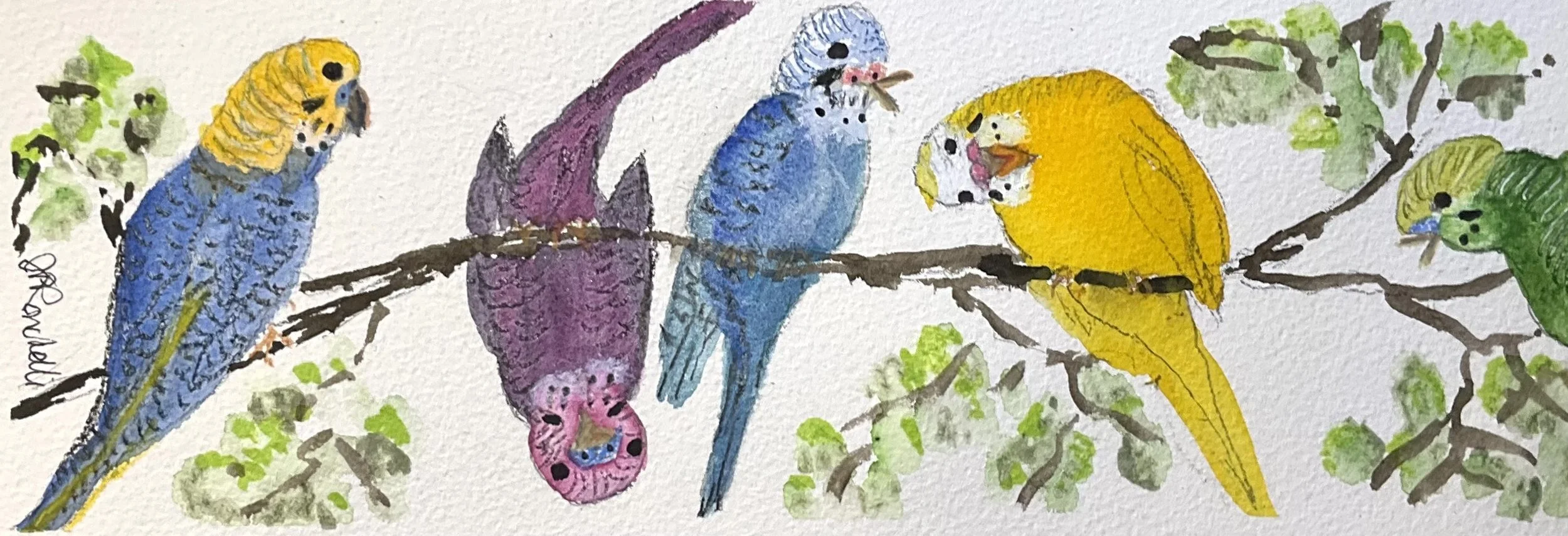 Playful Budgies