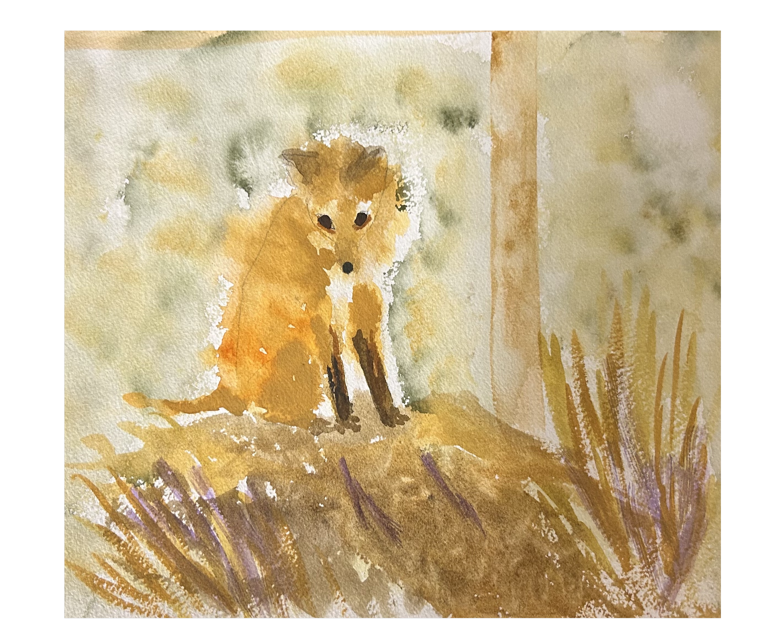 Fox watching ducks on pond
