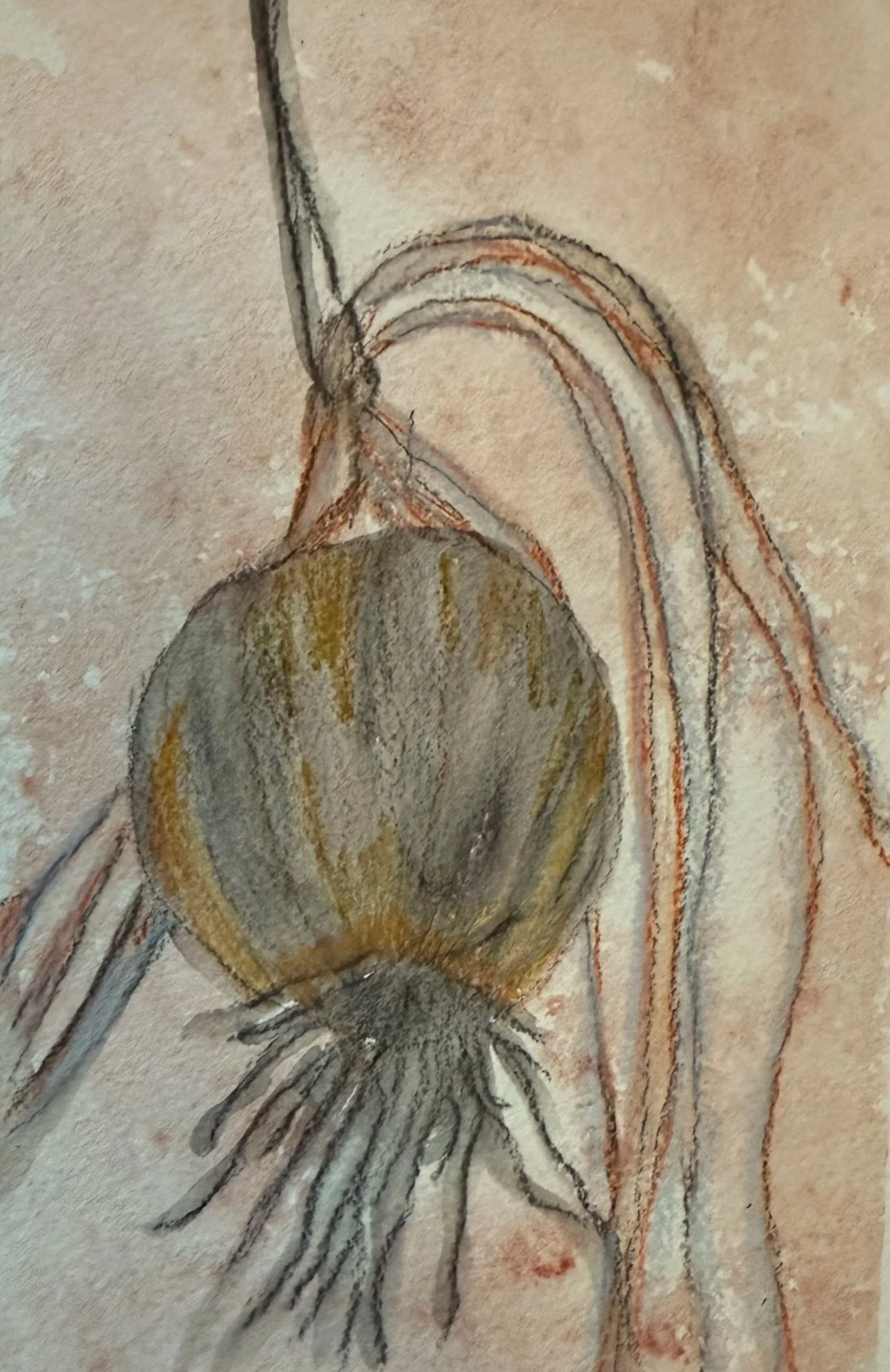 yellow onion in mixed media: watercolor and charcoal